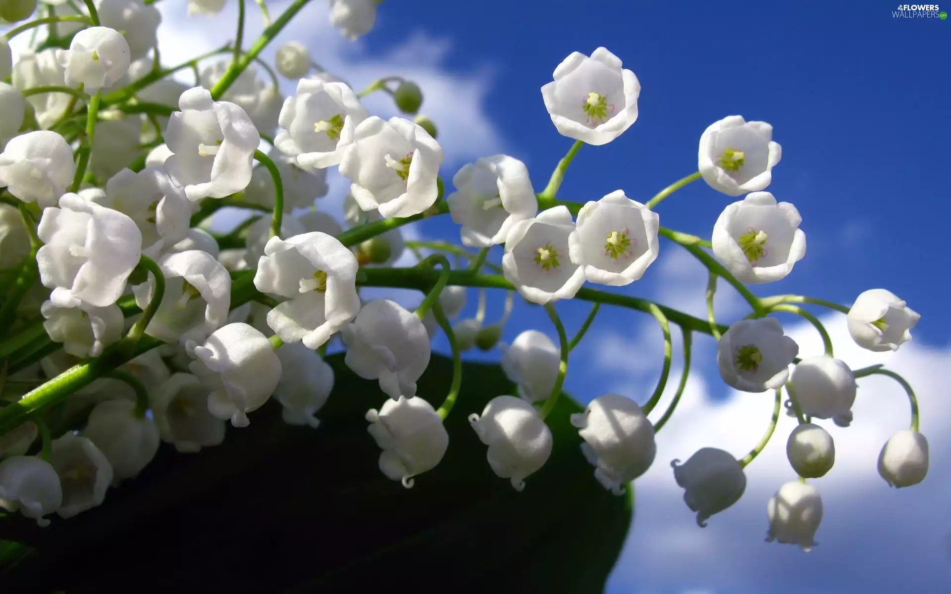 ringtones, lilies, Flowers