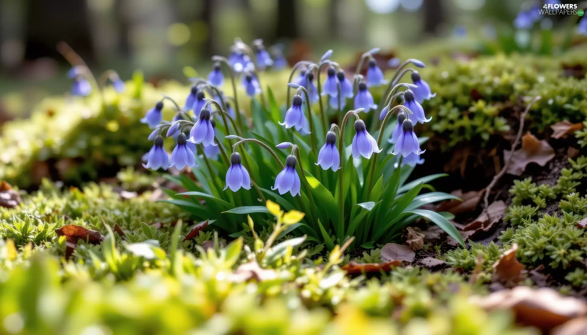 ringtones, purple, illuminated