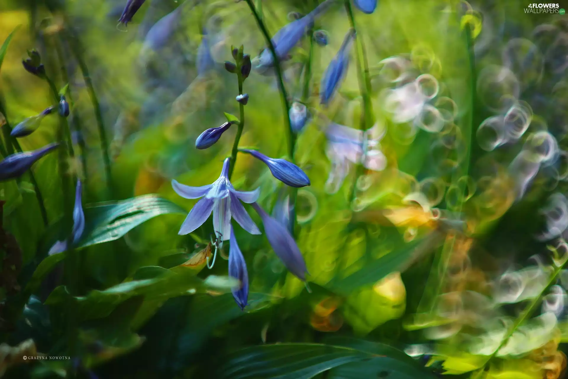 purple, Flowers, Bokeh, ringtones