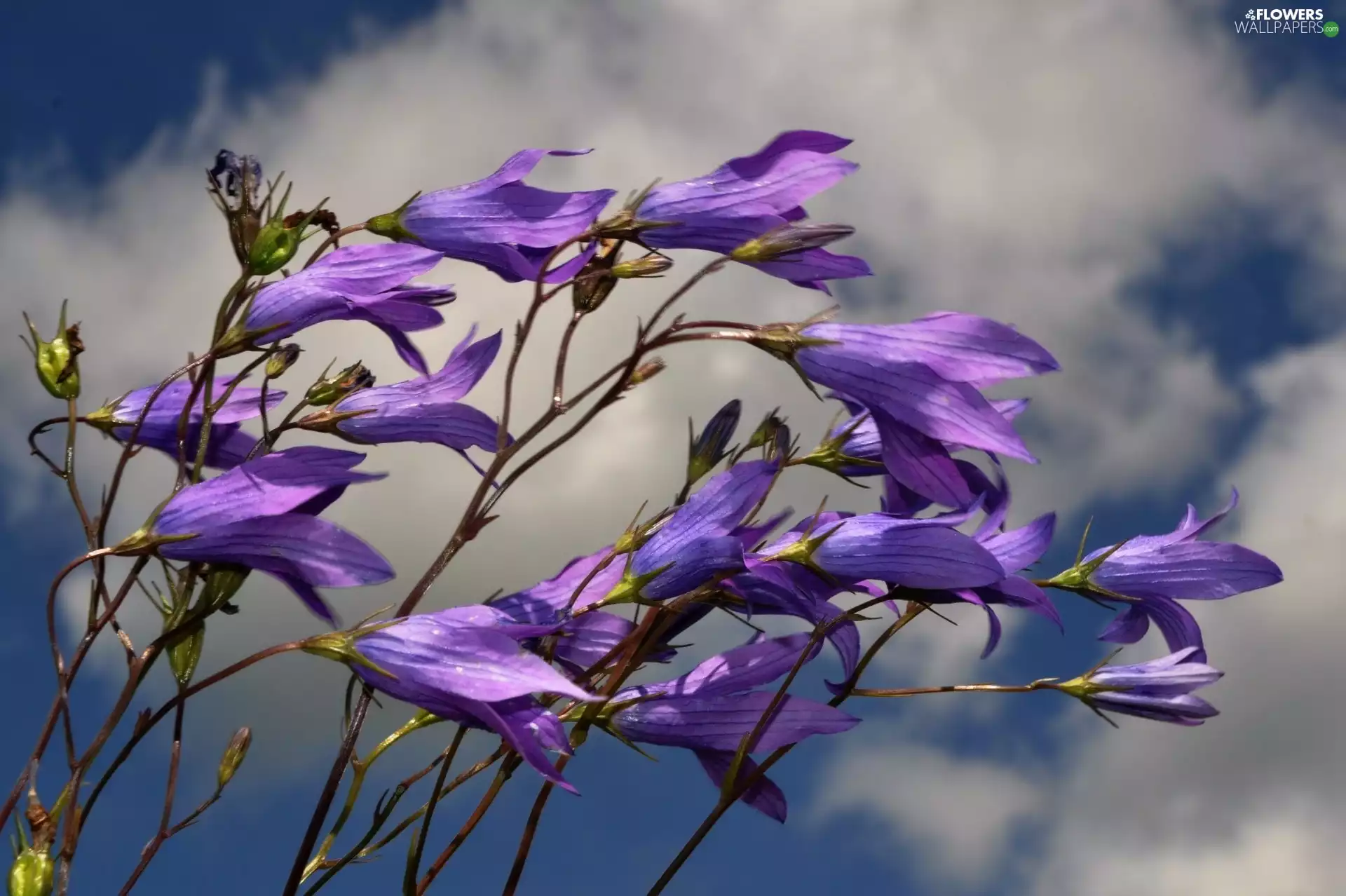 purple, Sky, clouds, ringtones