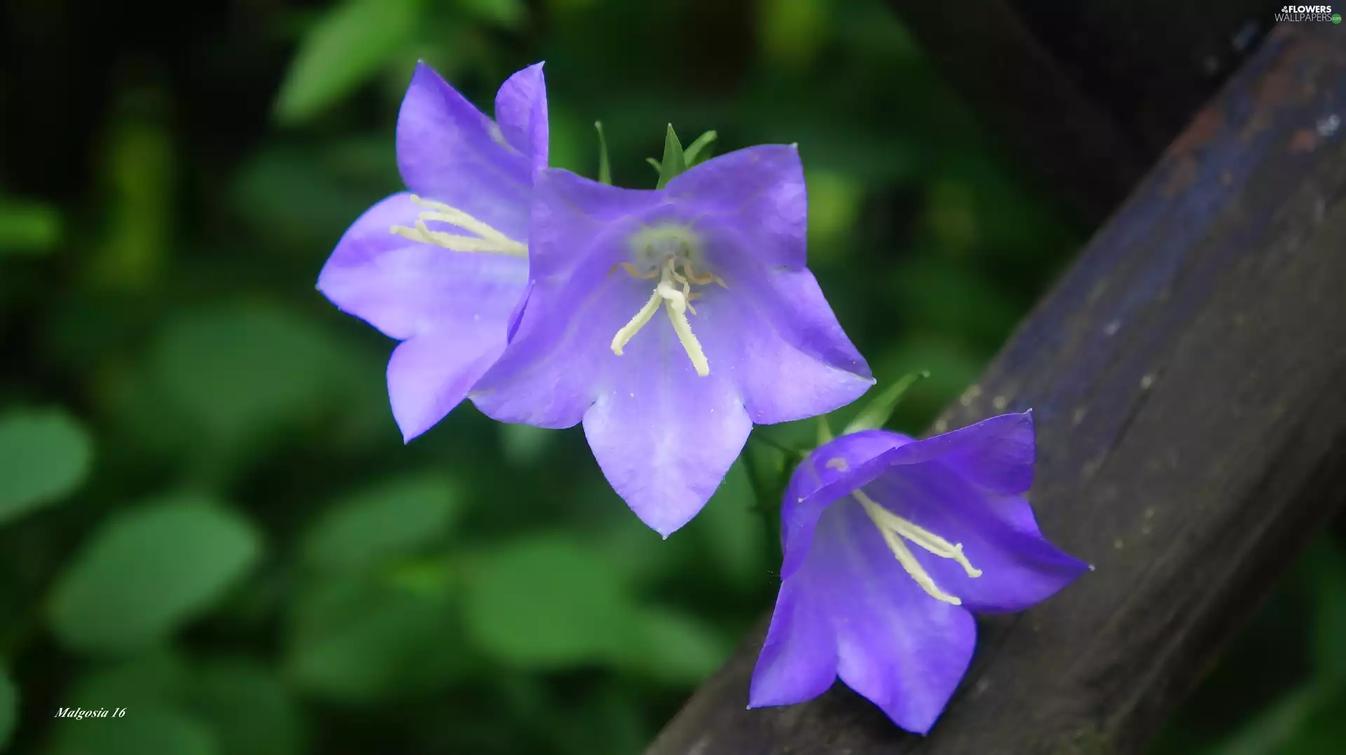 ringtones, Flowers, purple