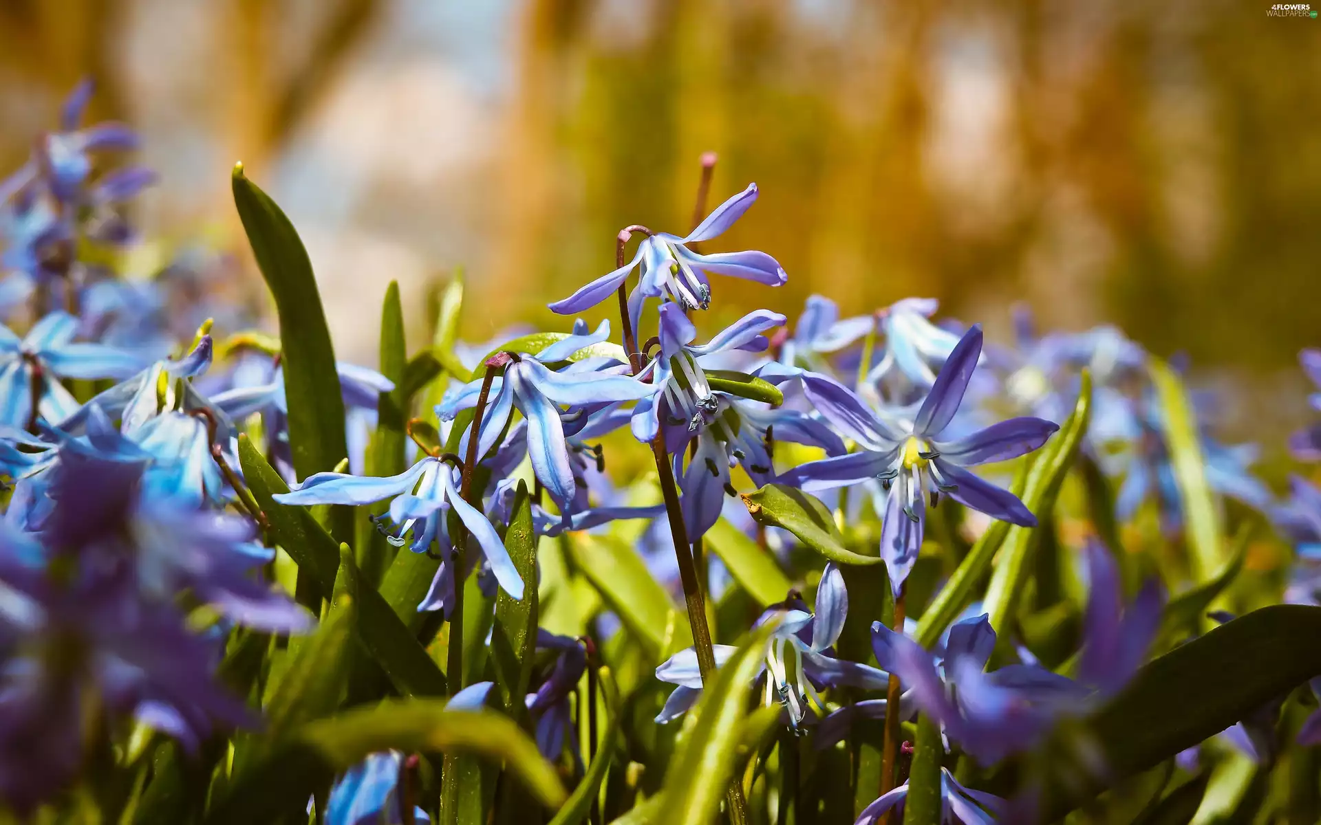 Siberian squill, Flowers, ringtones