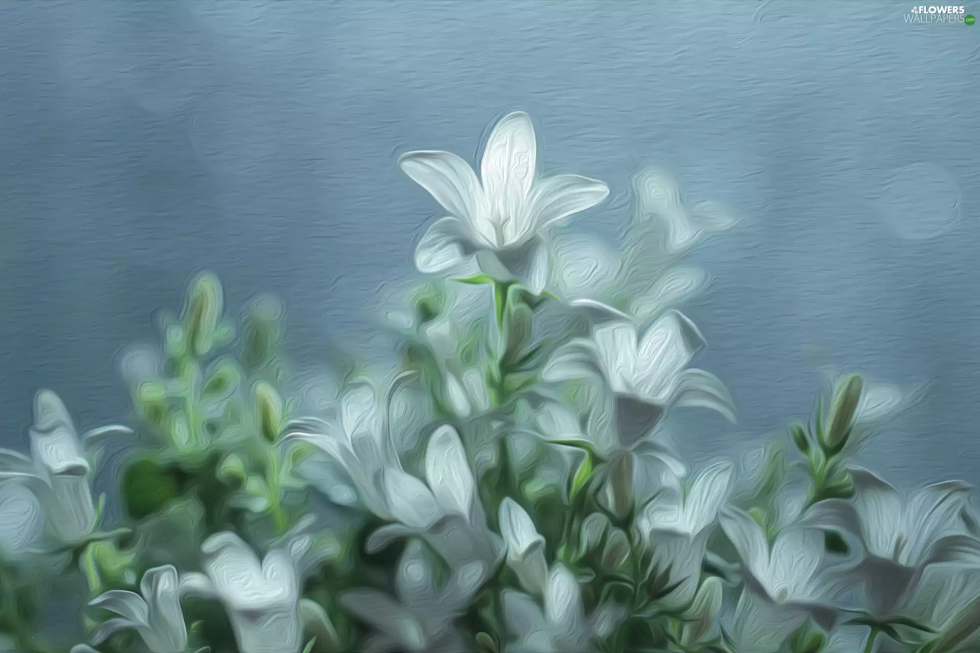 White, Campanula, graphics, ringtones