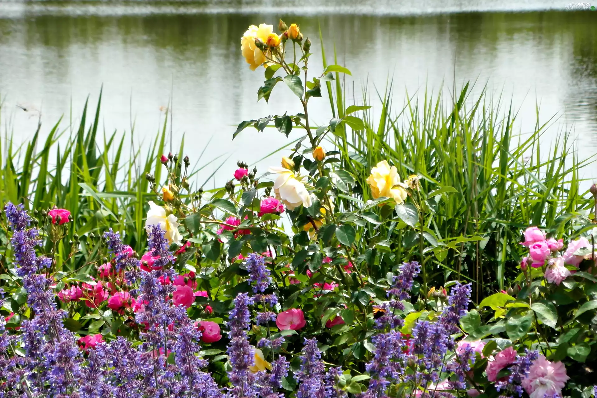 River, roses, Flowers