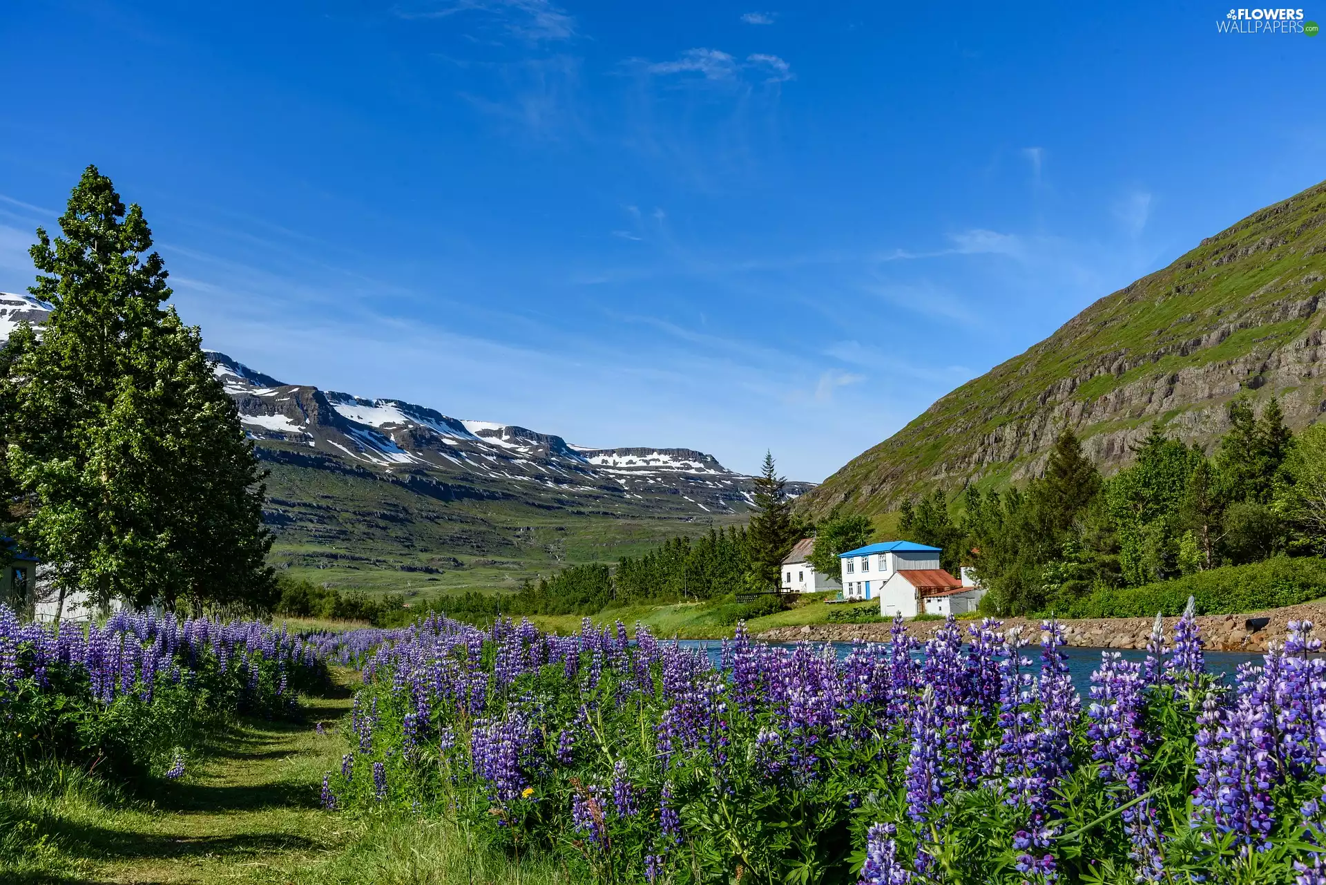 lupine, The Hills, viewes, Houses, Mountains, trees, River