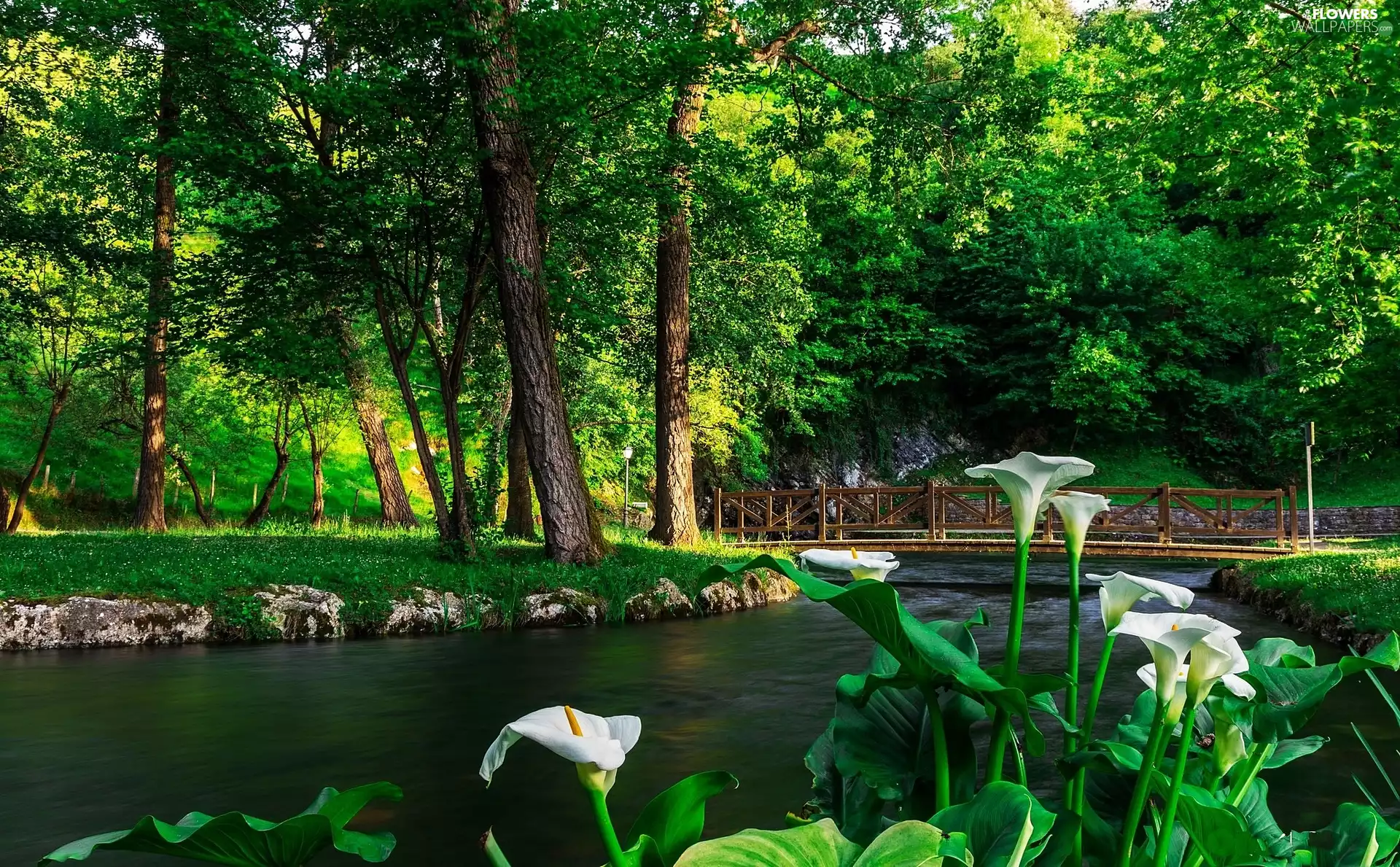 bridge, summer, trees, River, Park, Calla, viewes