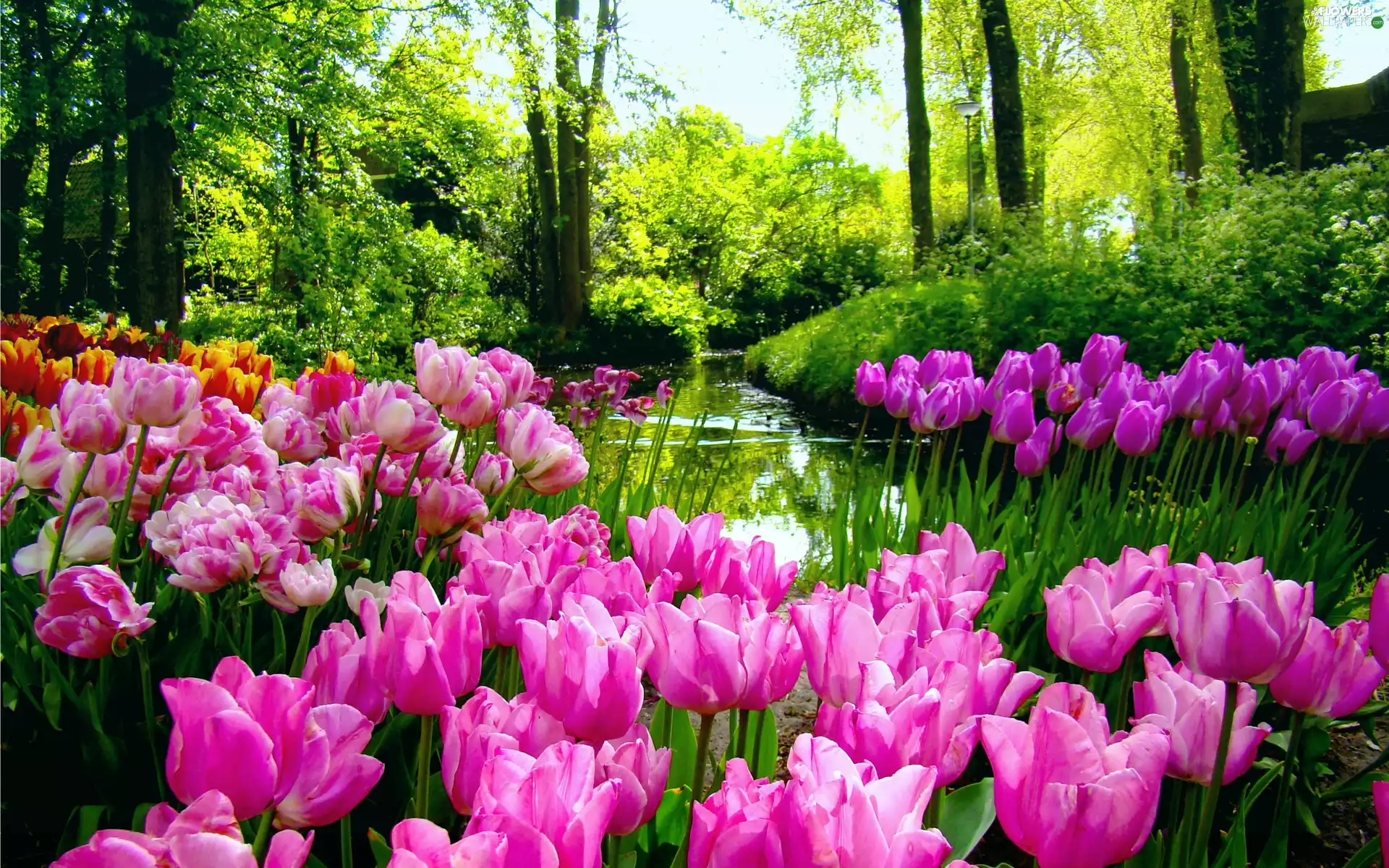 Tulips, forest, Spring, River