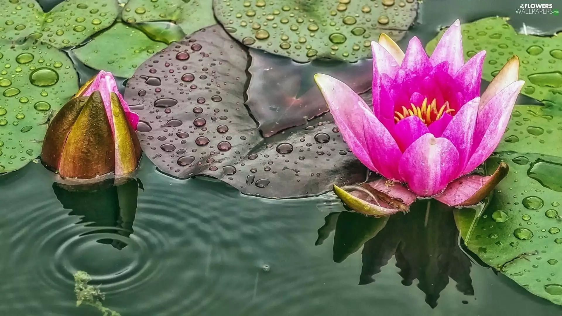 River, lilies, water