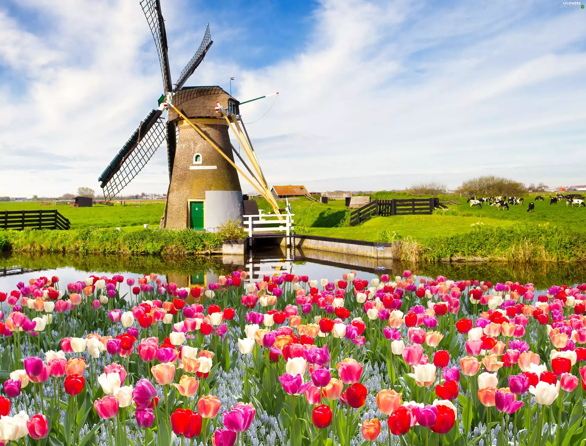 Windmill, Tulips, Spring, River