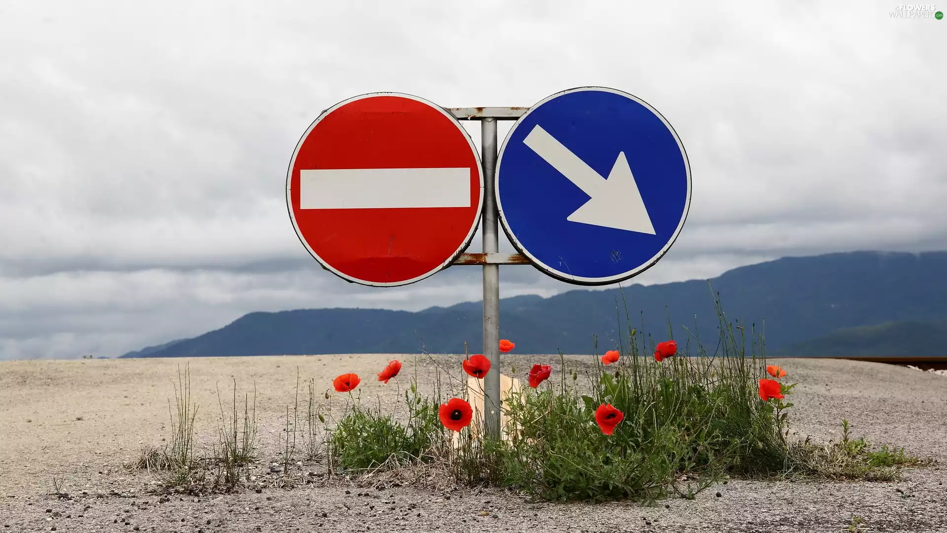 characters, Flowers, papavers, road