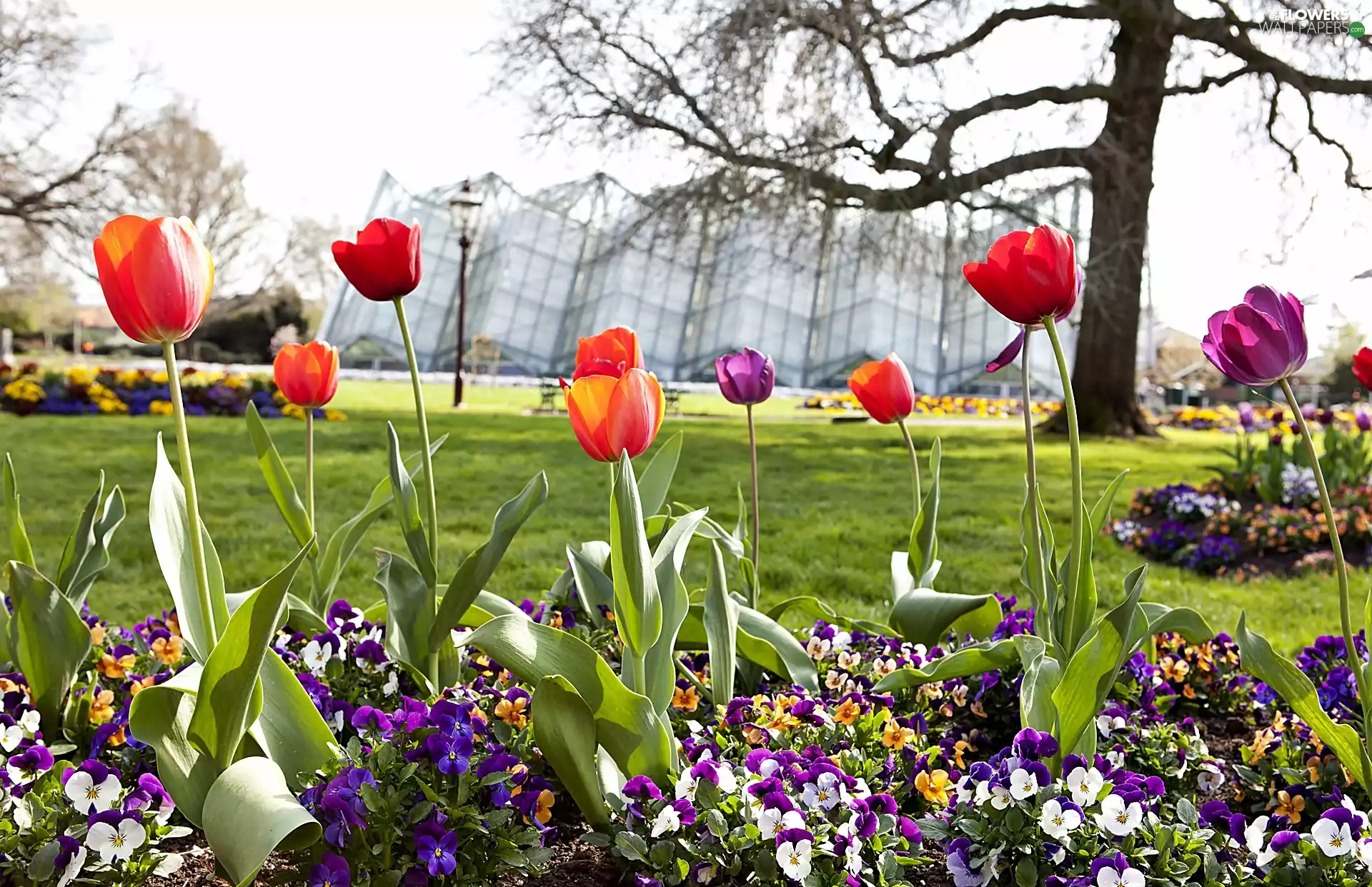 Clarke, Park, Town, Robert, Spring, Conservatory, Ballart