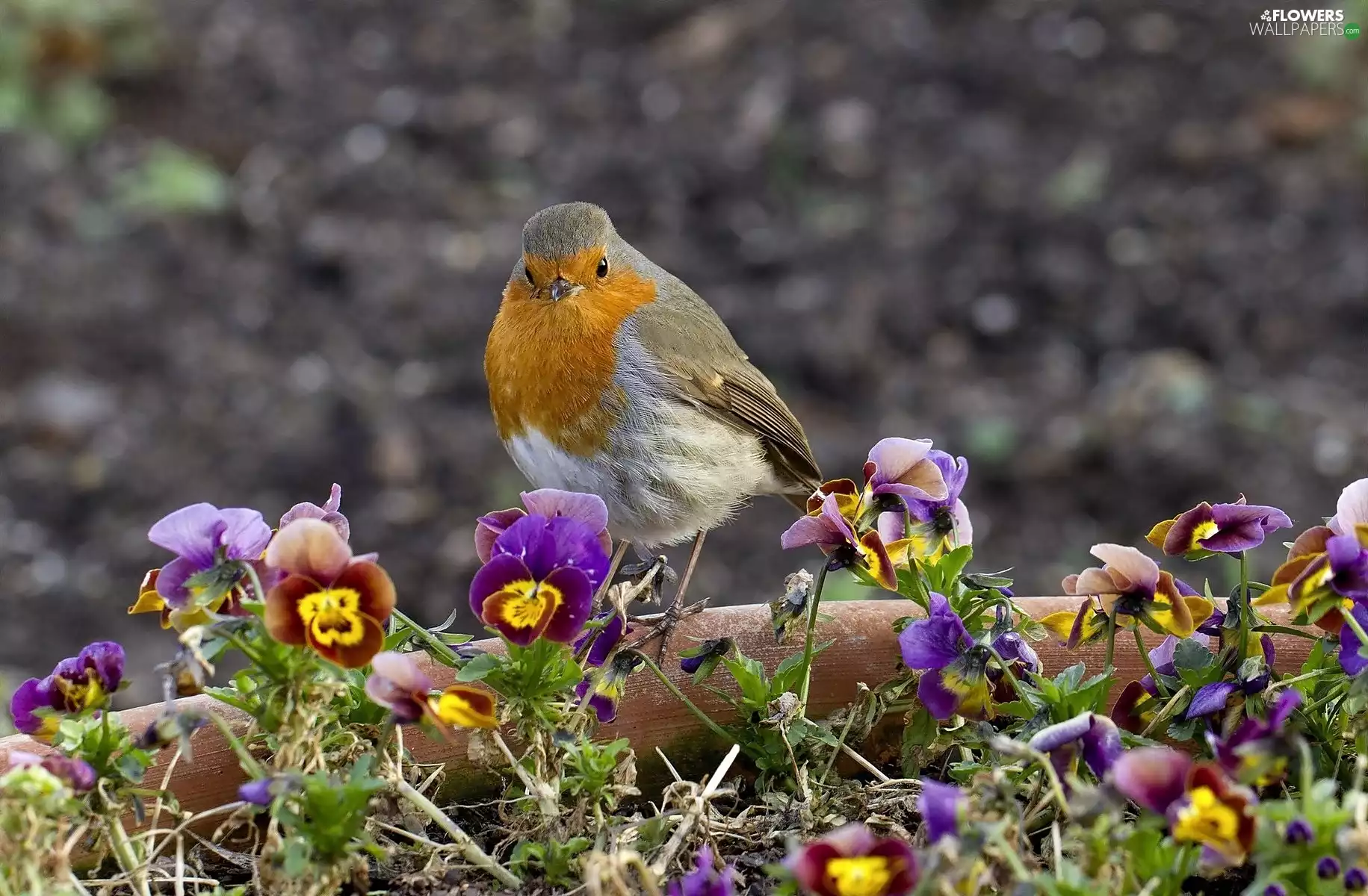 robin, pansies, Bird