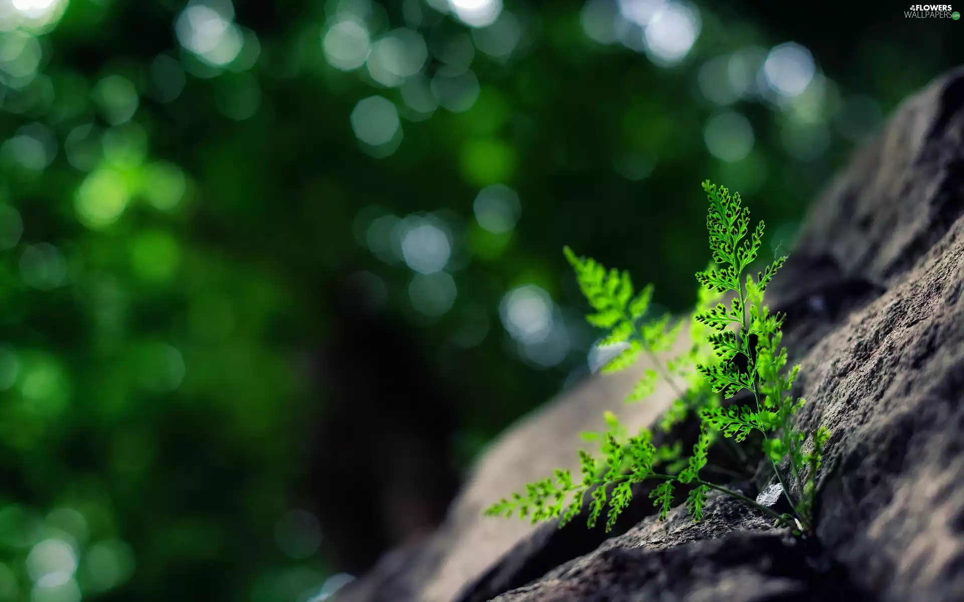 Fern, Rocks