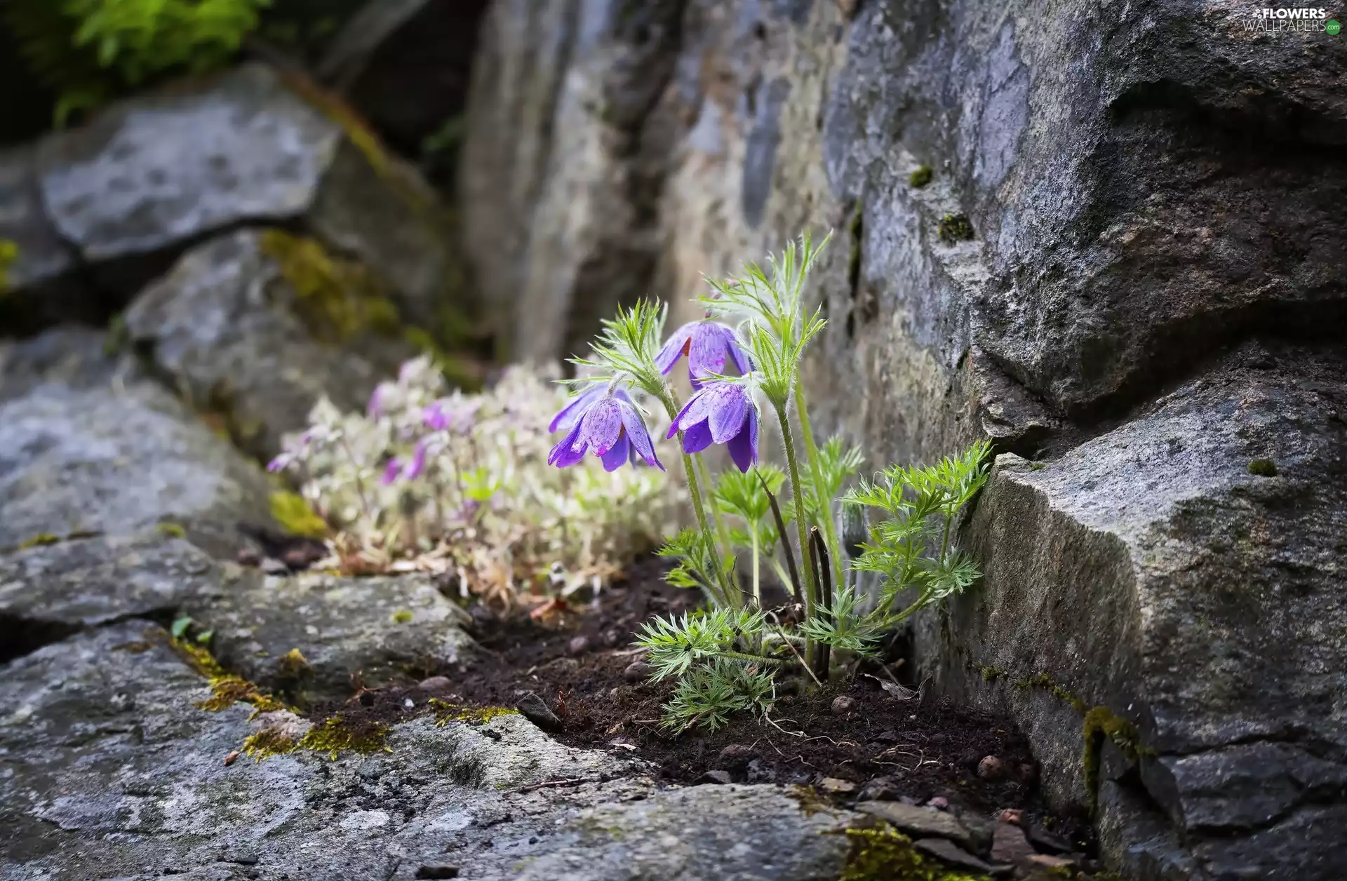 rocks, Flowers, pasque