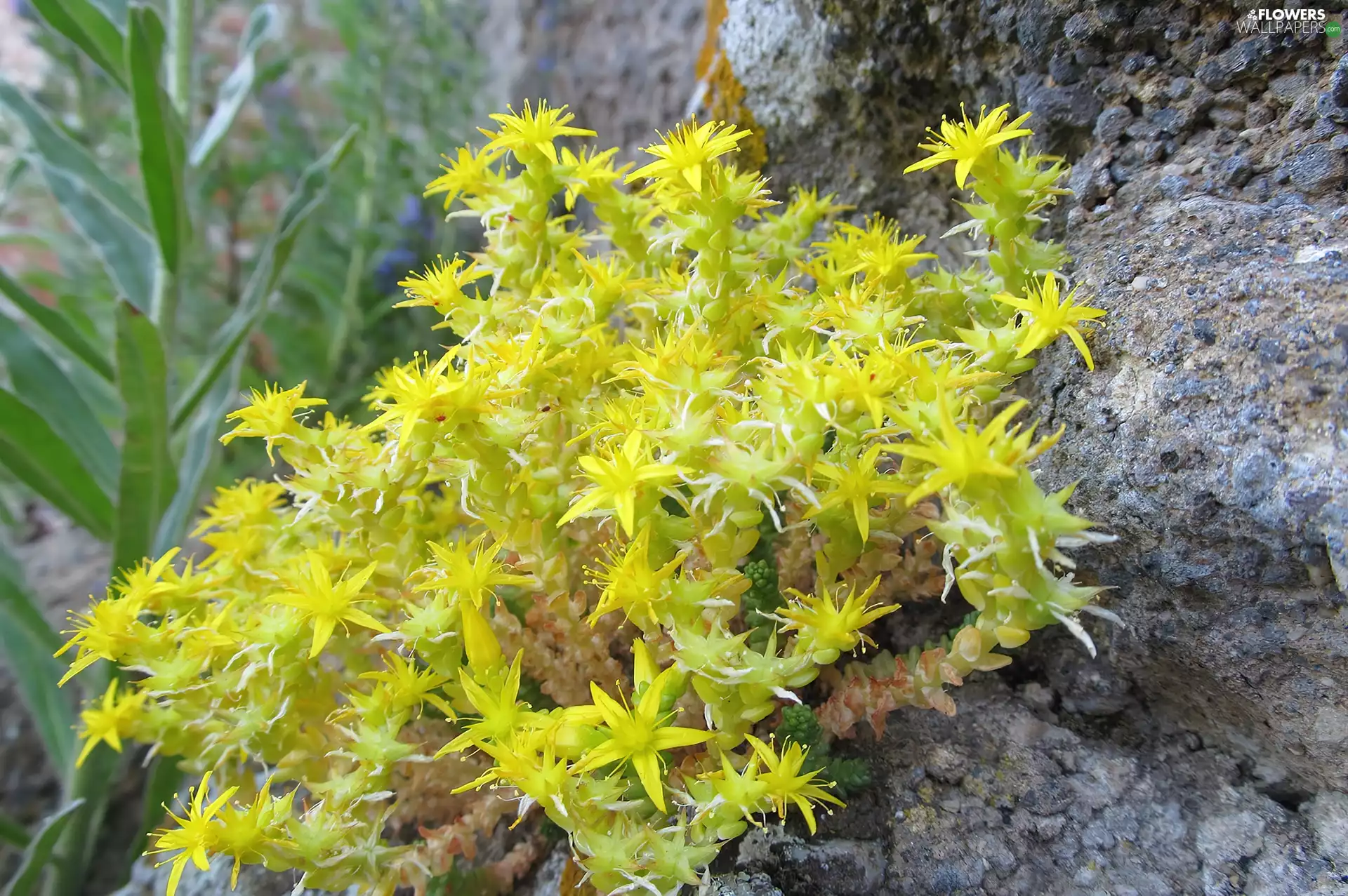 Rocks, Sedum