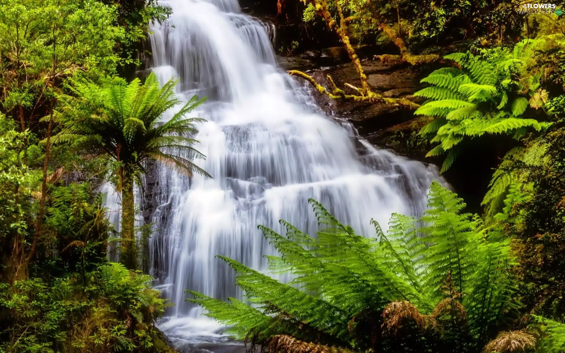 waterfall, forest, fern, rocks
