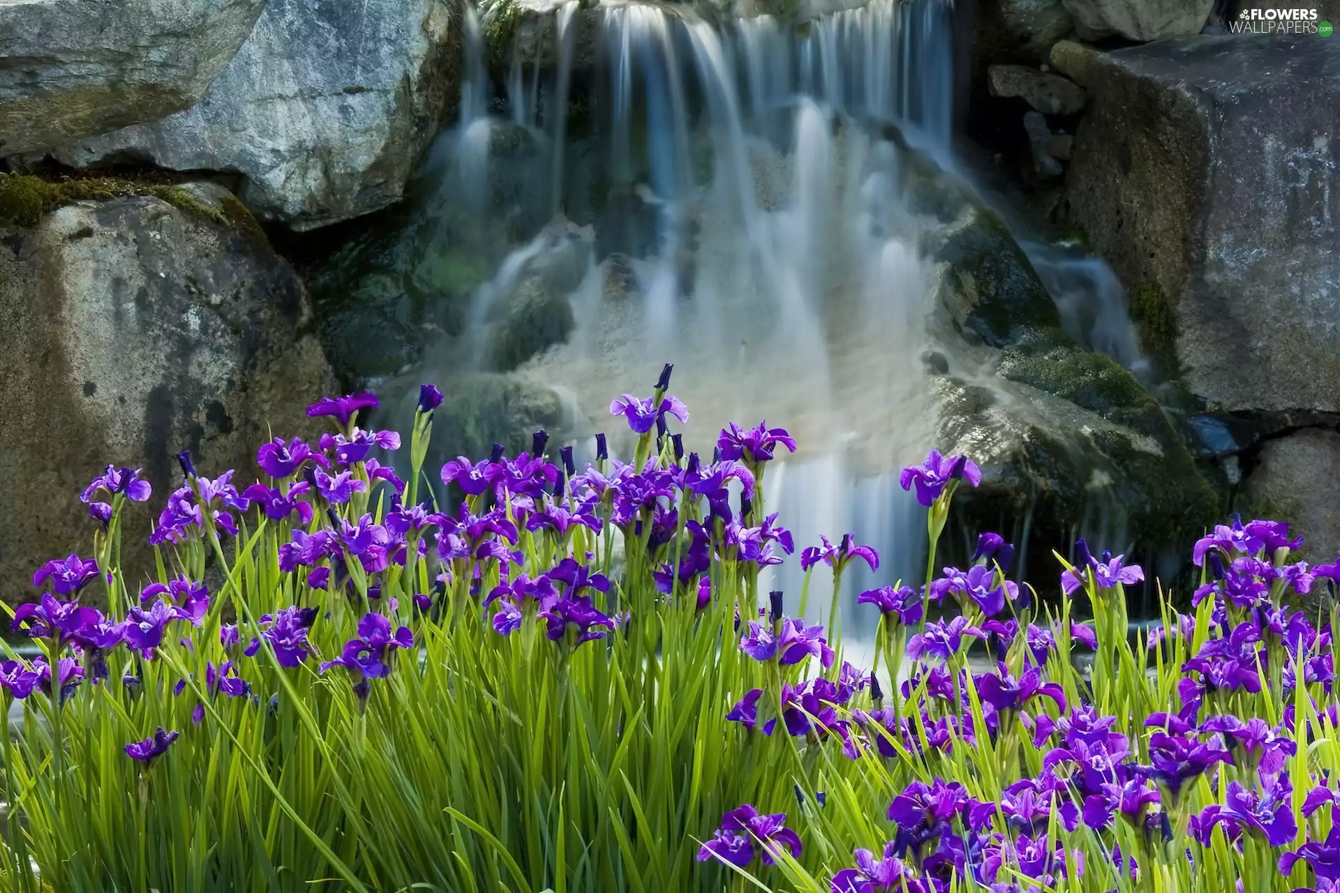 rocks, Irises, waterfall