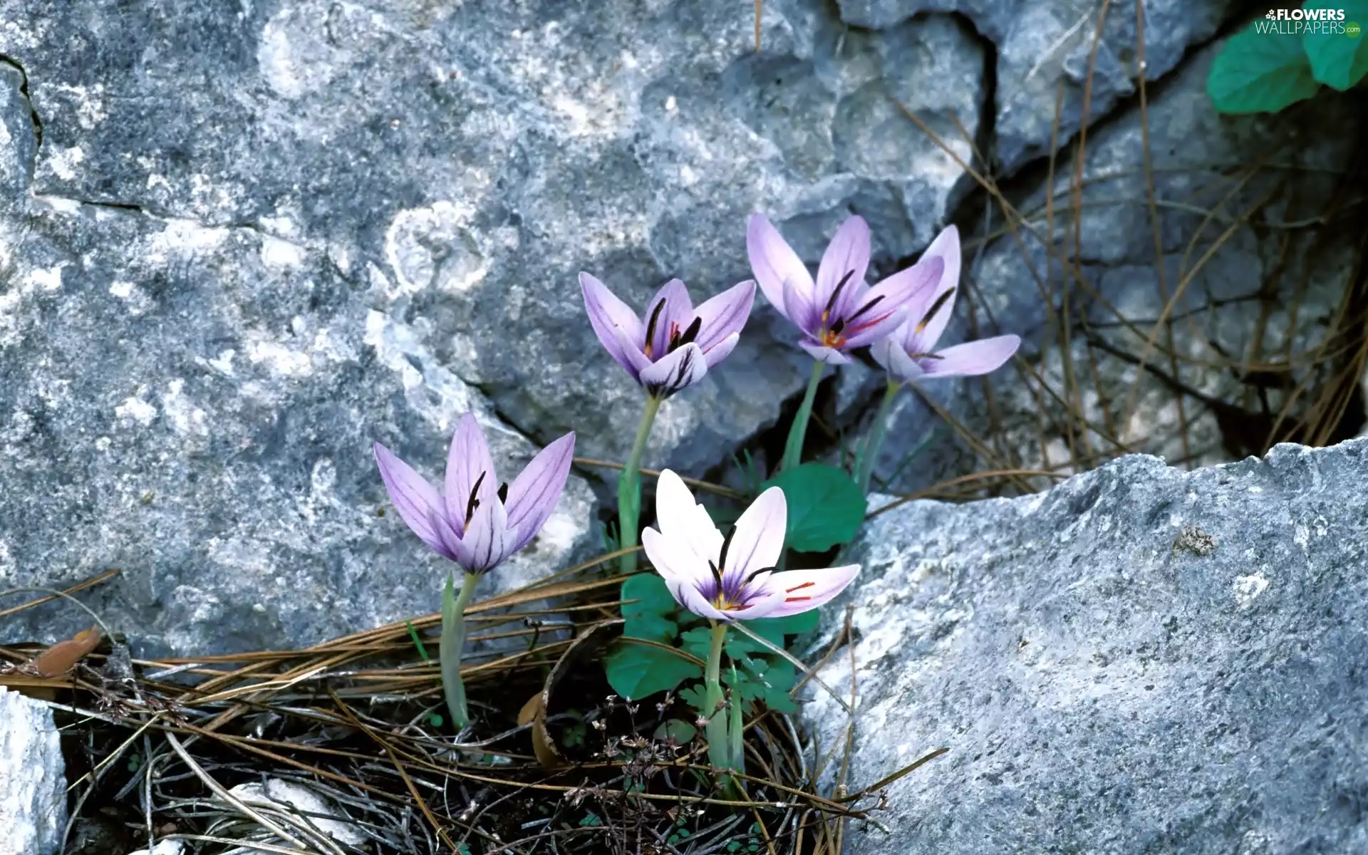 crocuses, purple, among, rocks, growing, White