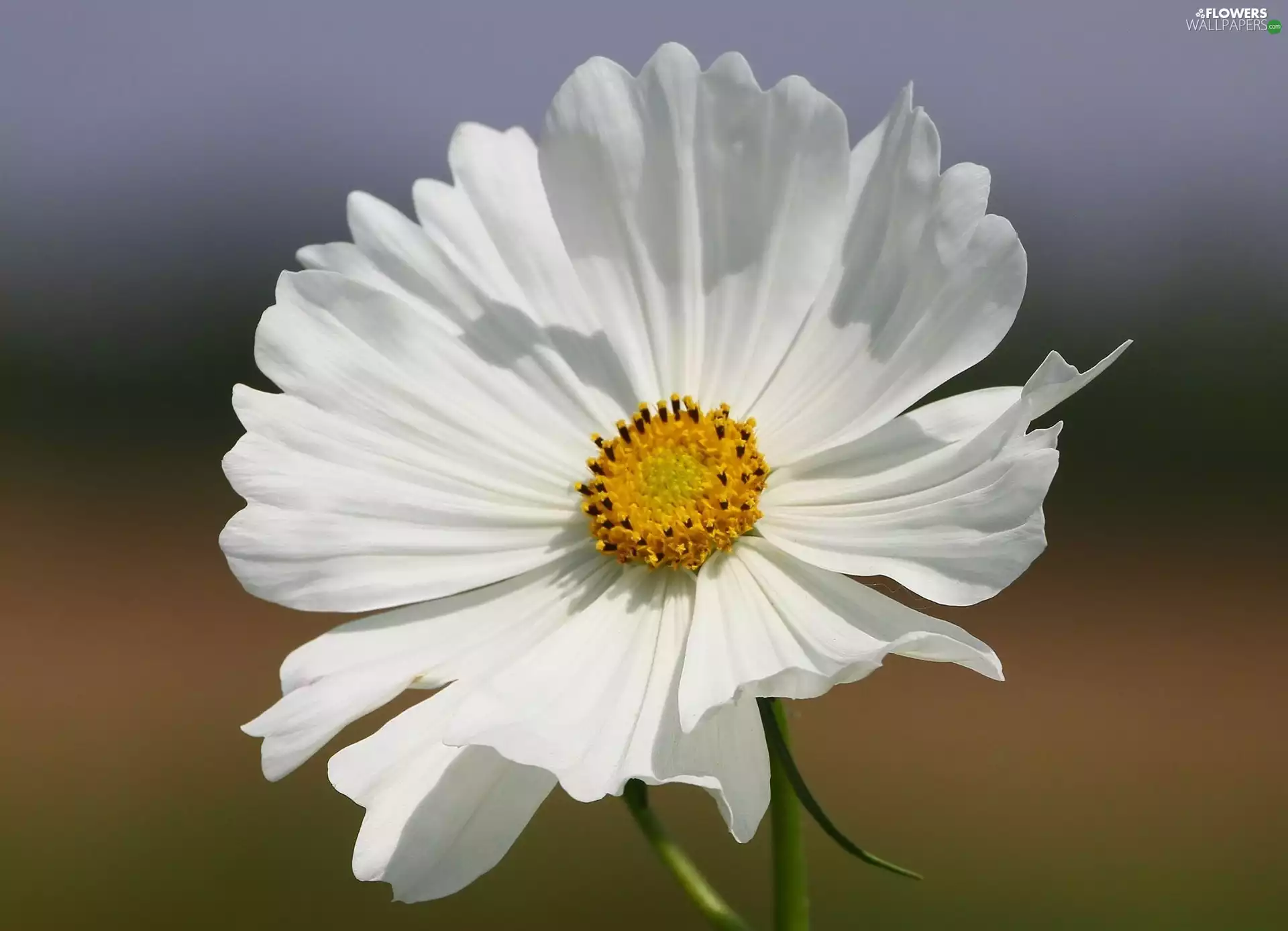 rods, Cosmos, flakes