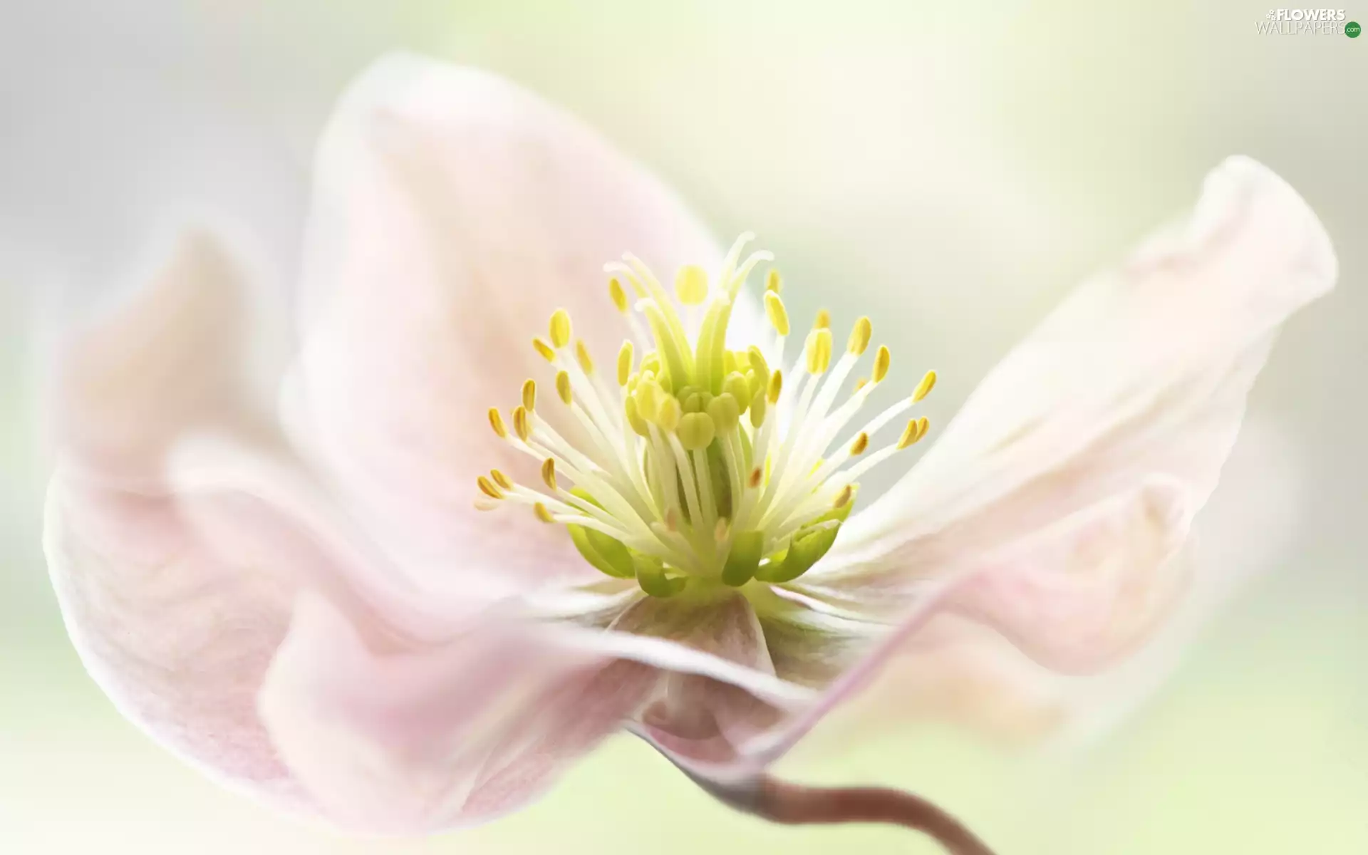 Close, blur, anemone, rods, Colourfull Flowers