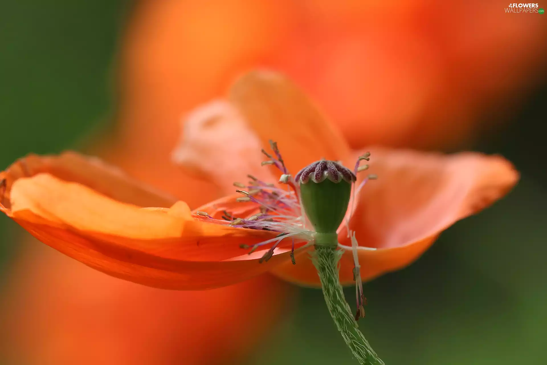 red weed, Close, rods, Colourfull Flowers