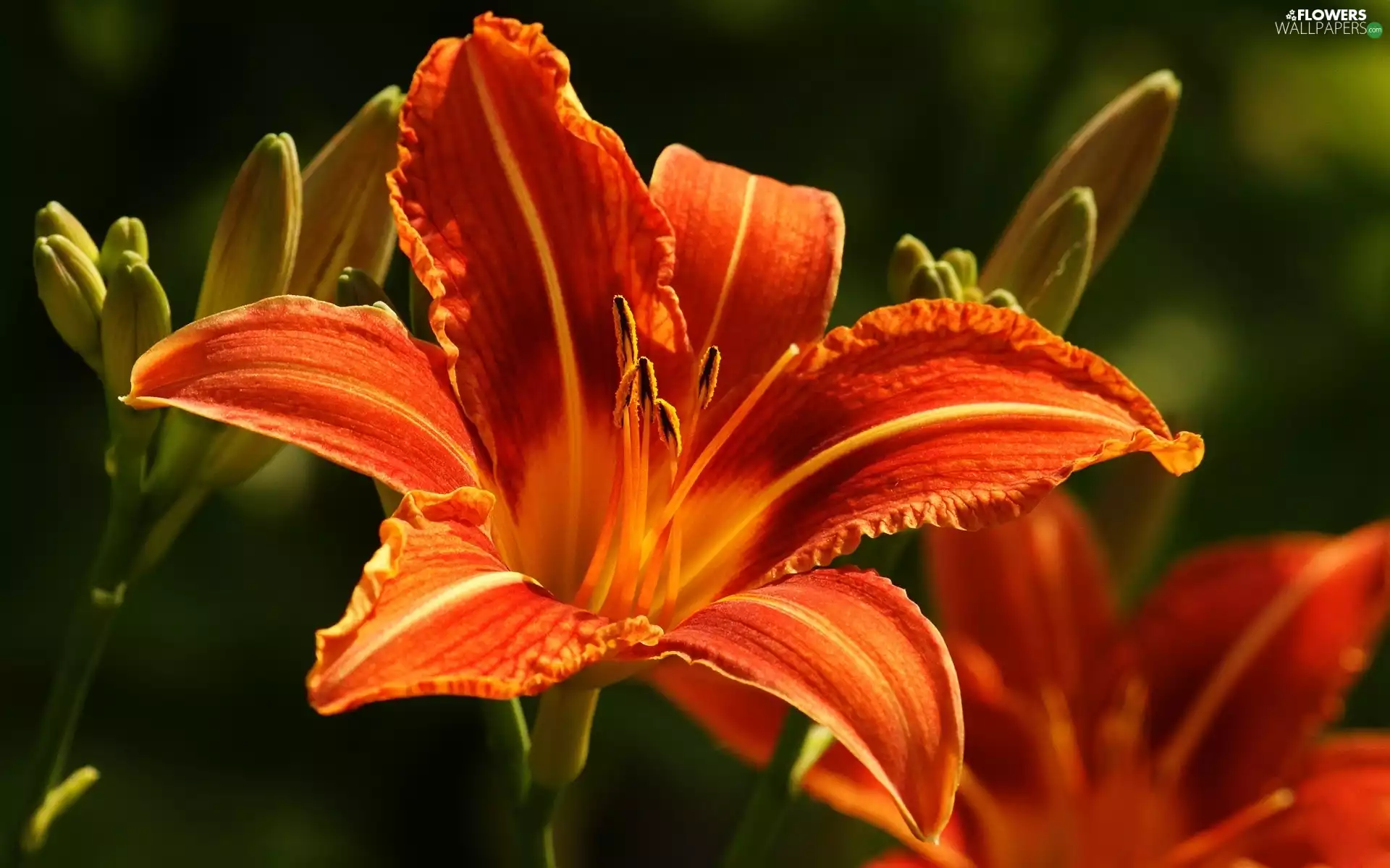 rods, Orange, lilies