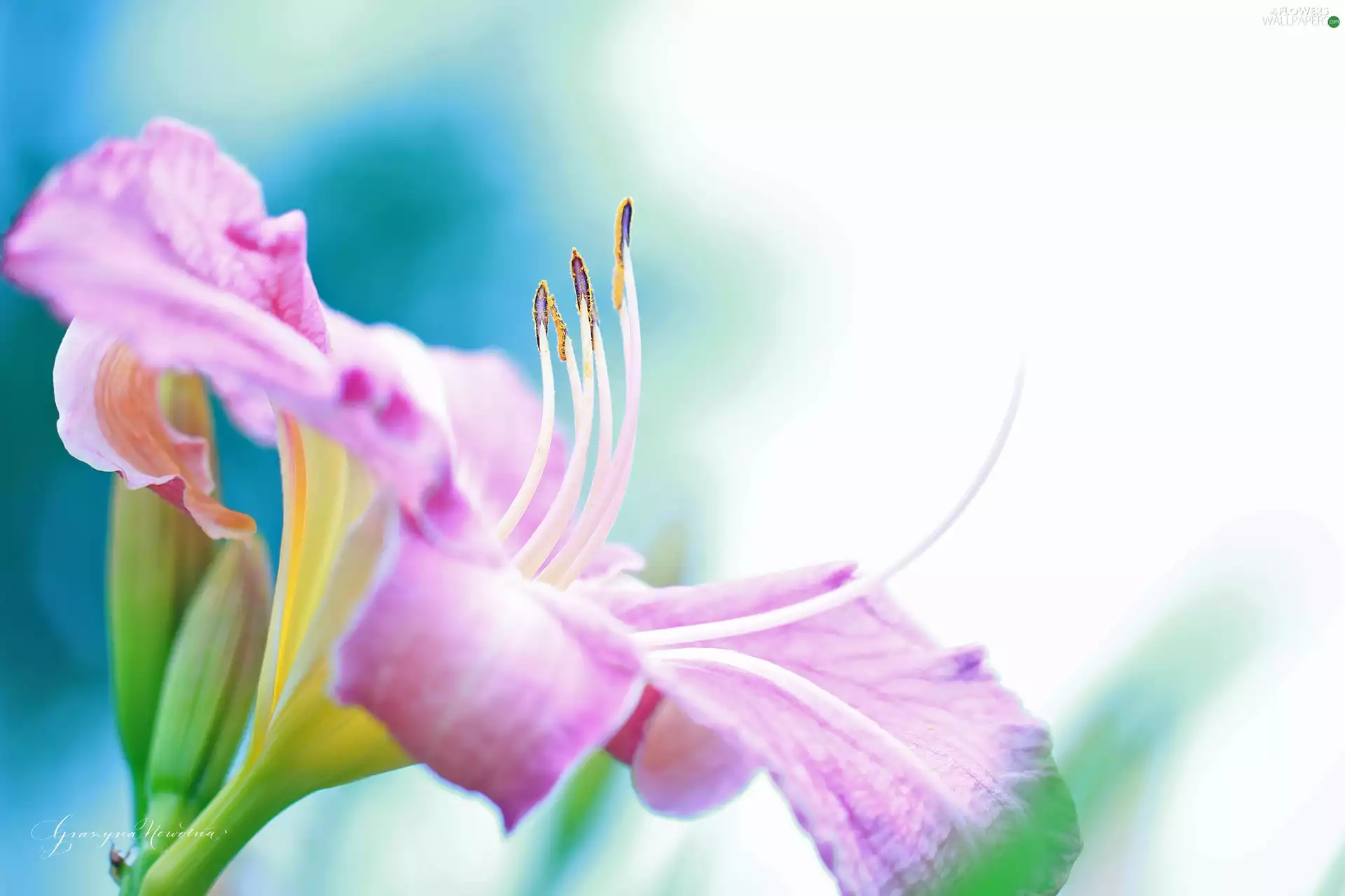 lily, Colourfull Flowers, rods, Pink