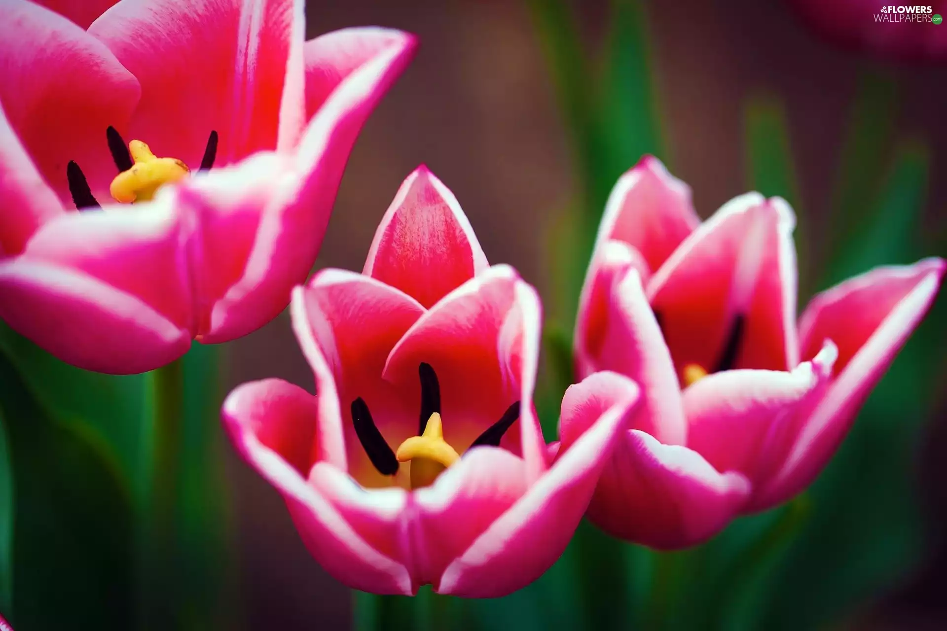 rods, Red, Tulips