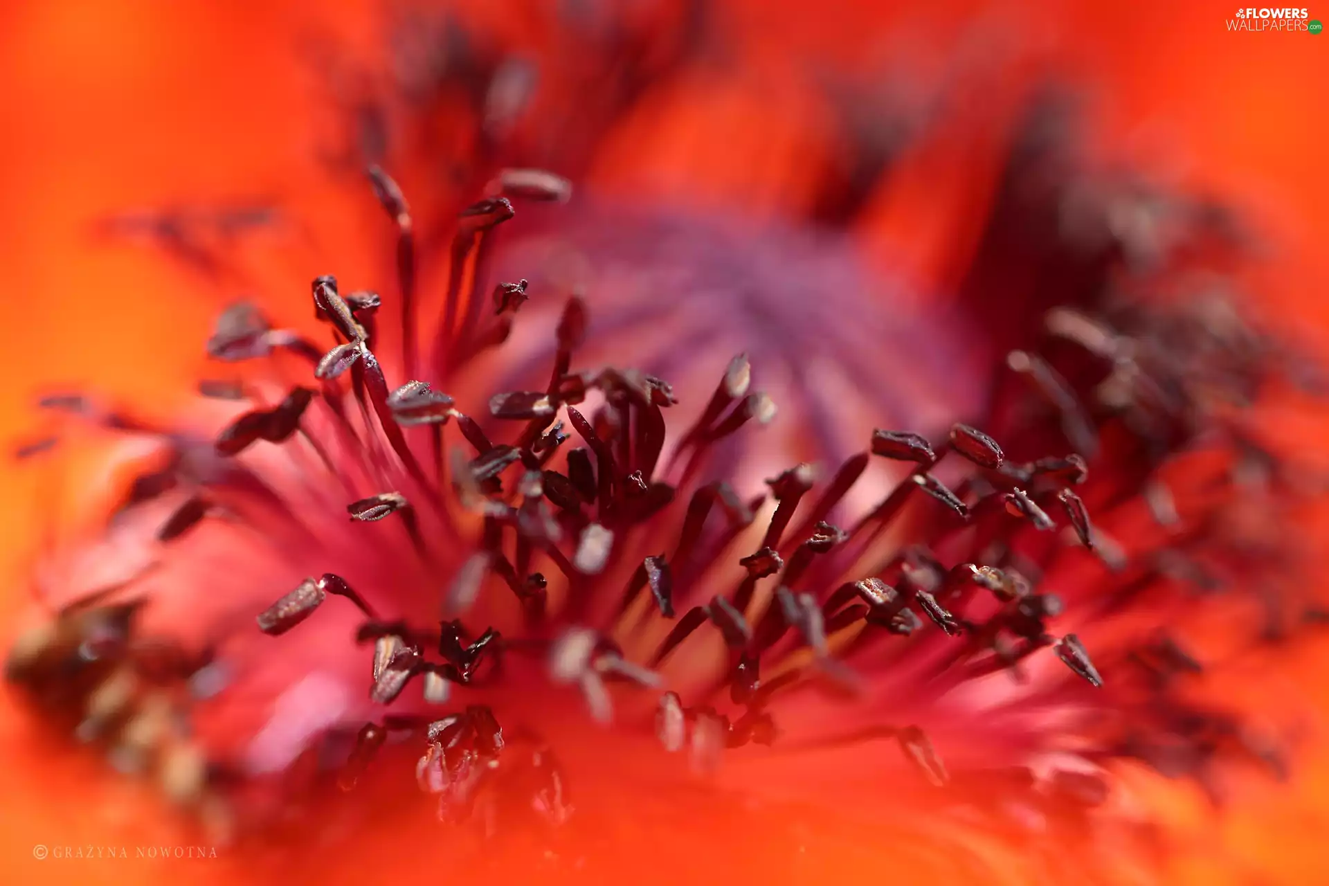 red weed, Colourfull Flowers, rods, Red