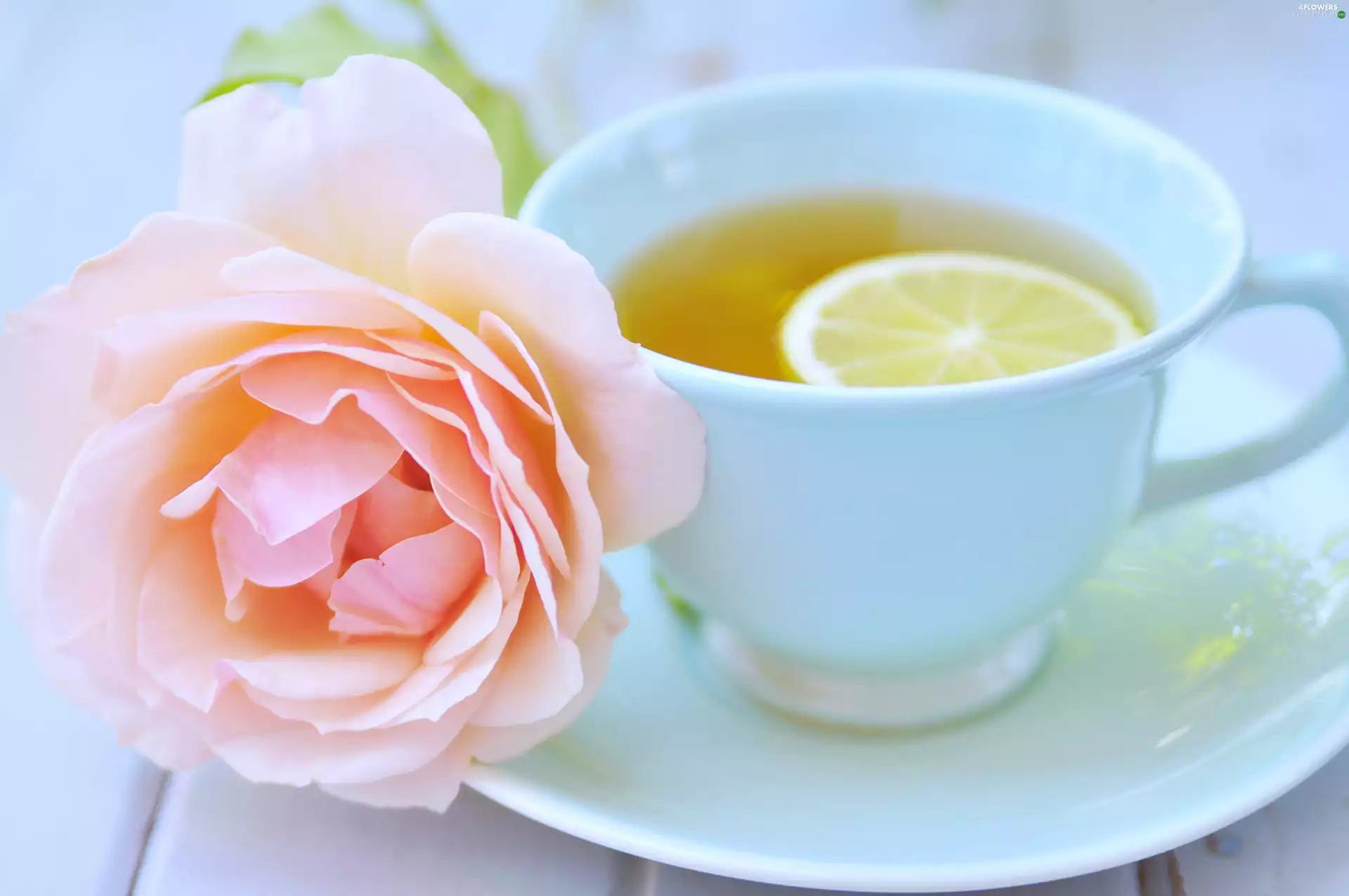 Lemon, tea, Teacup, rose, ##, ##