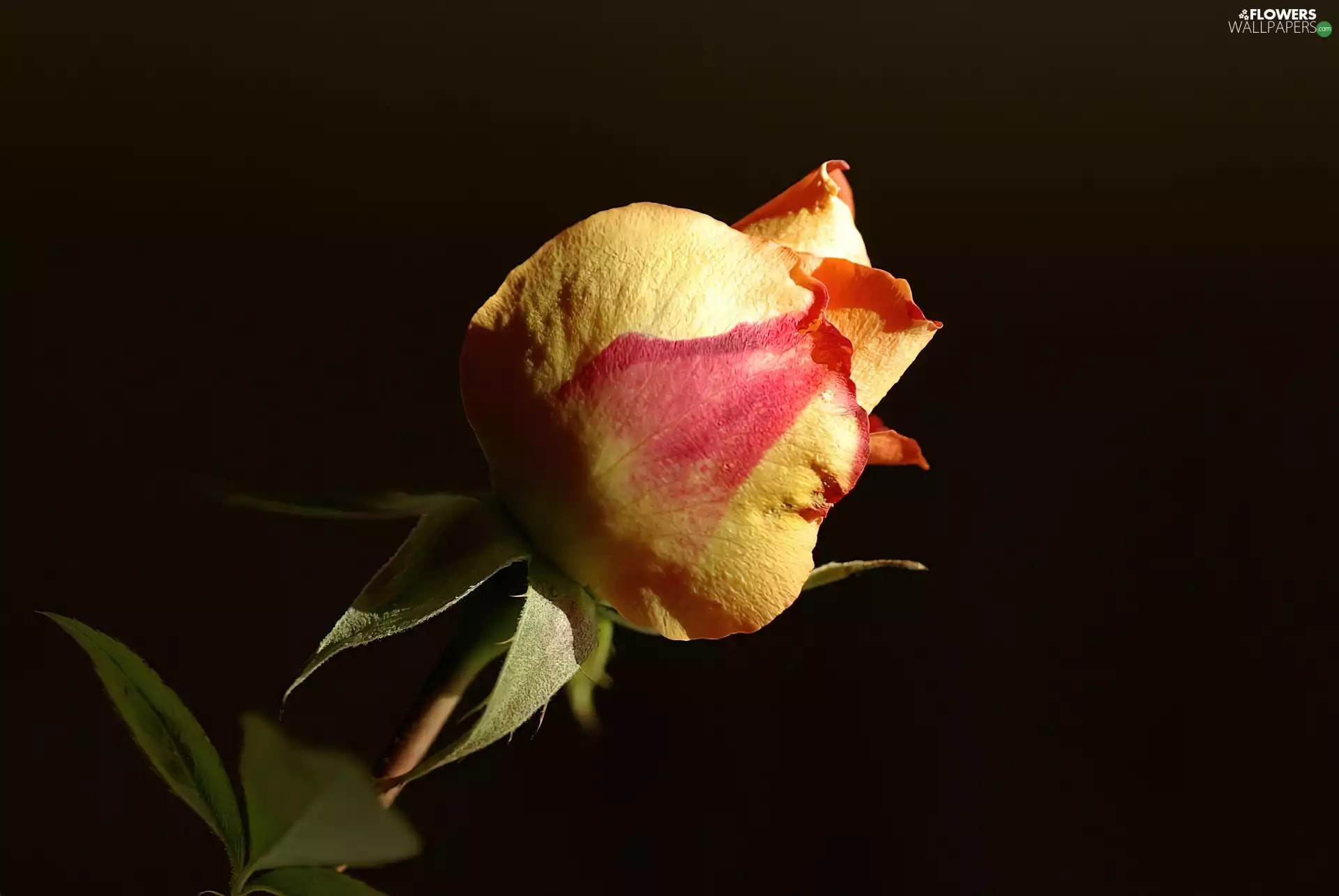 rose
