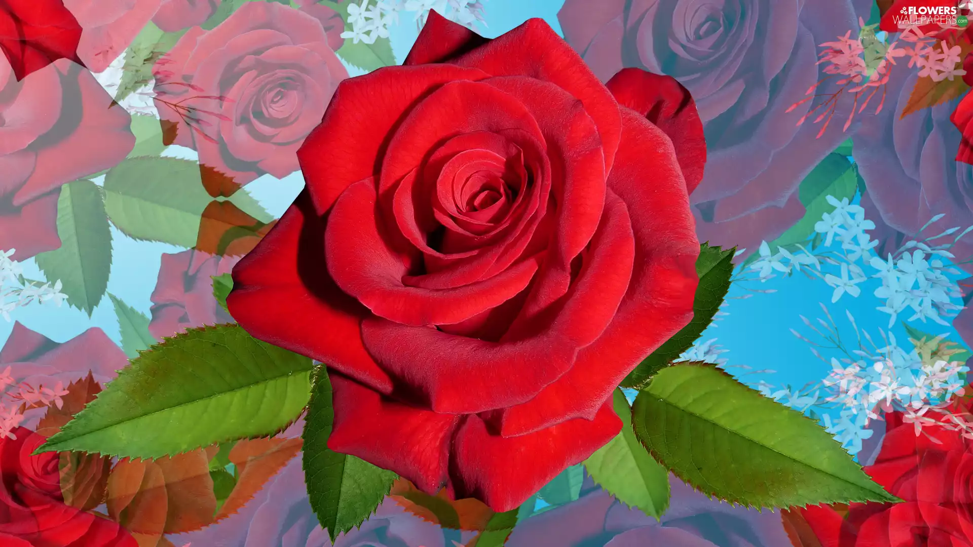 Flowers, rose, 2D, red hot