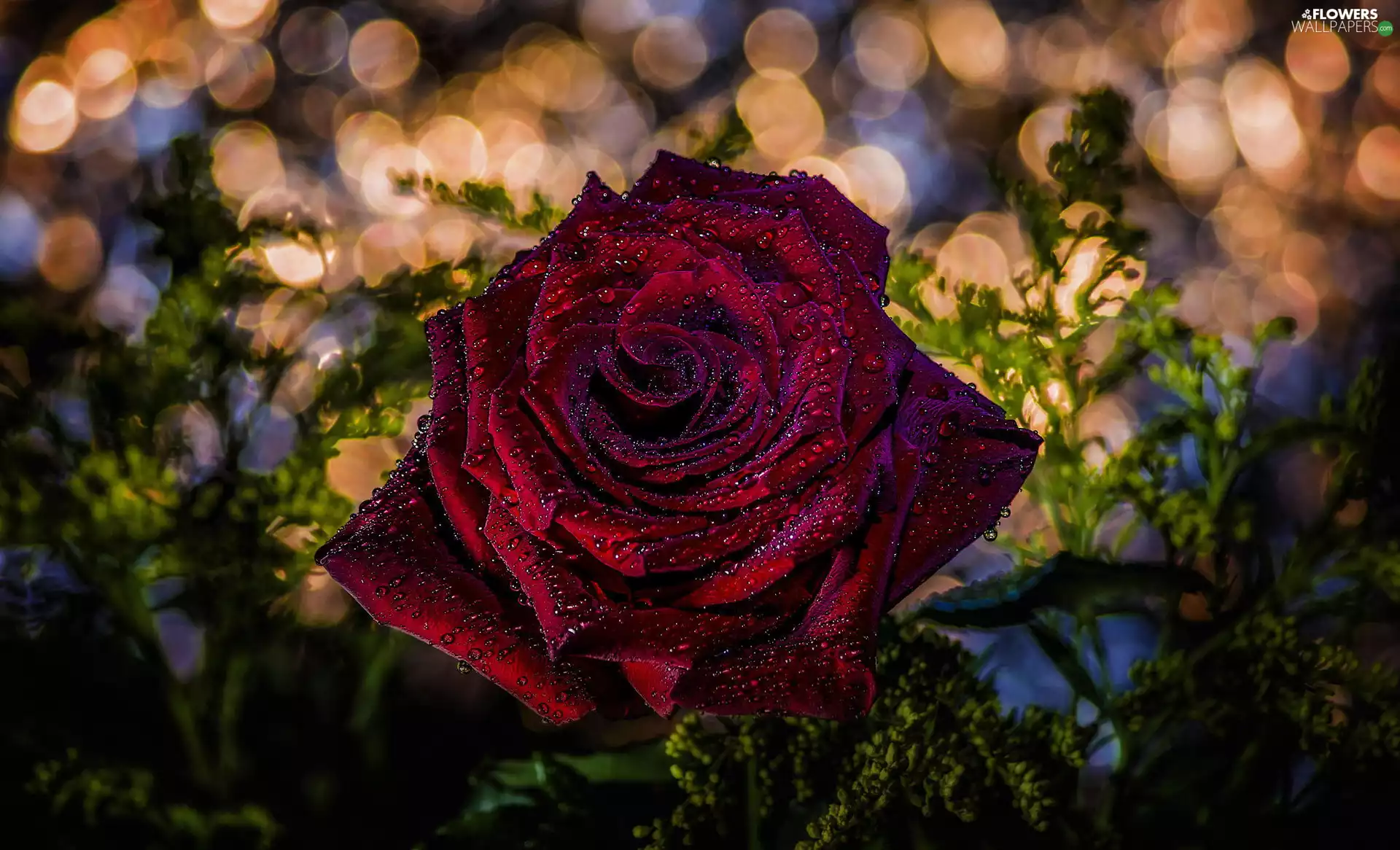 rose