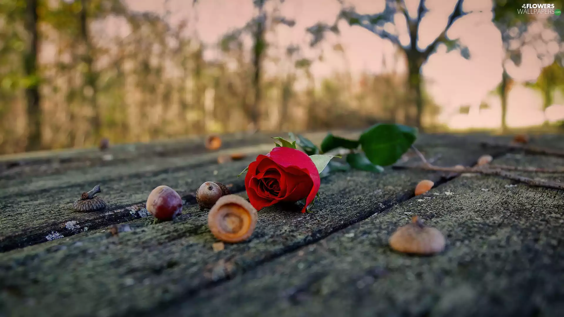 Acorns, red hot, rose