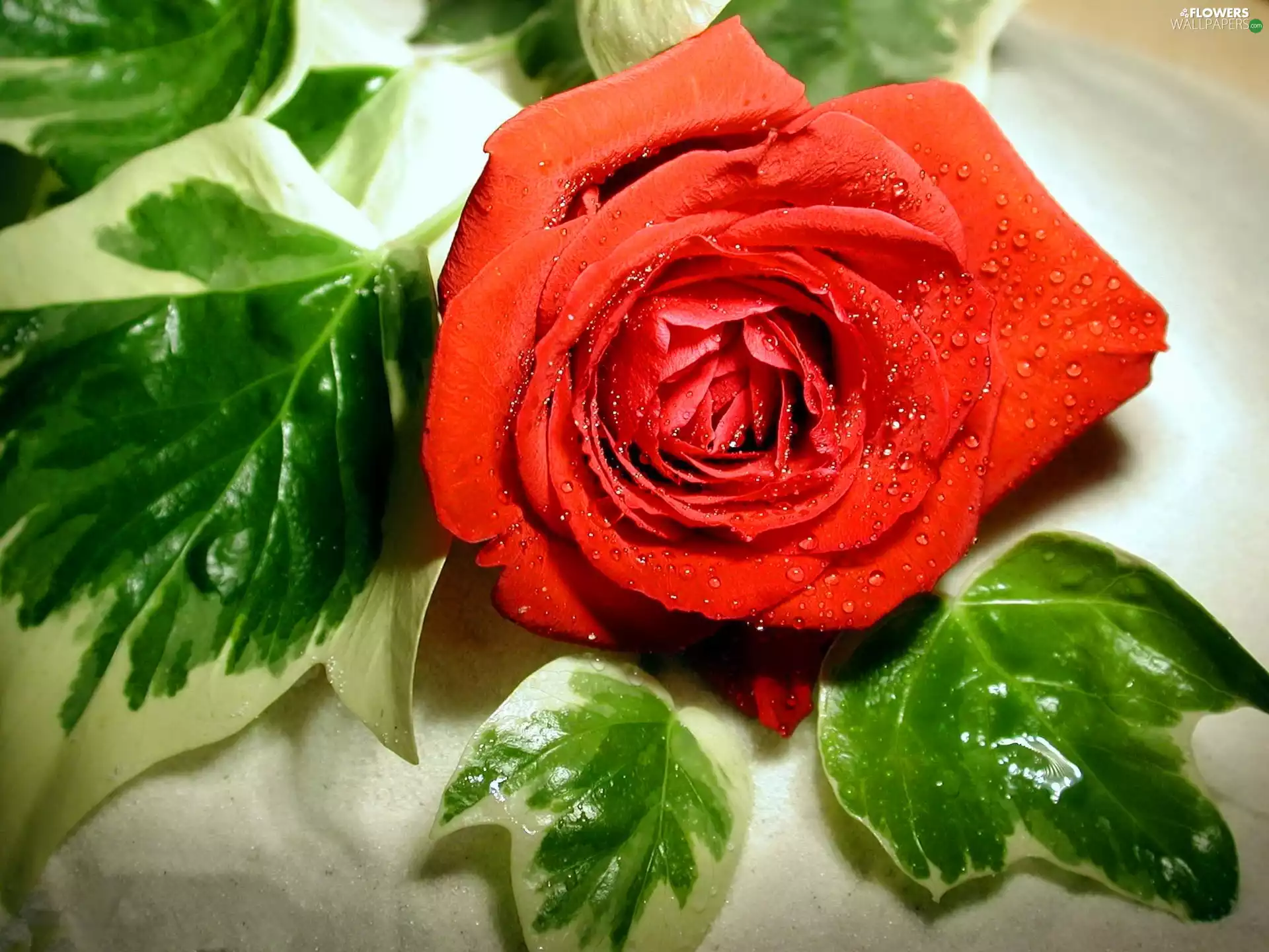 Artificial, rose