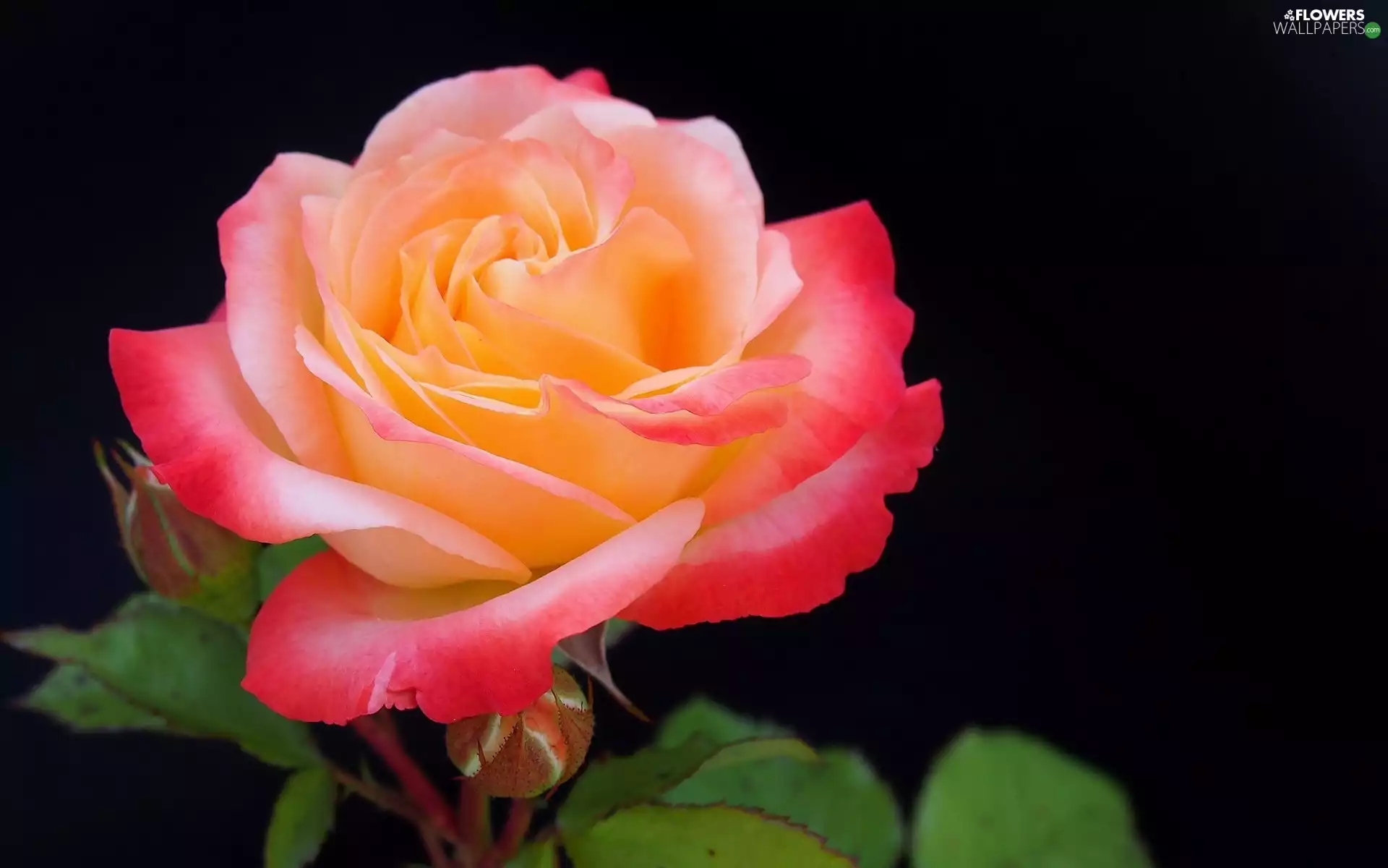 Leaf, Black Background, rose, developed, Colourfull Flowers
