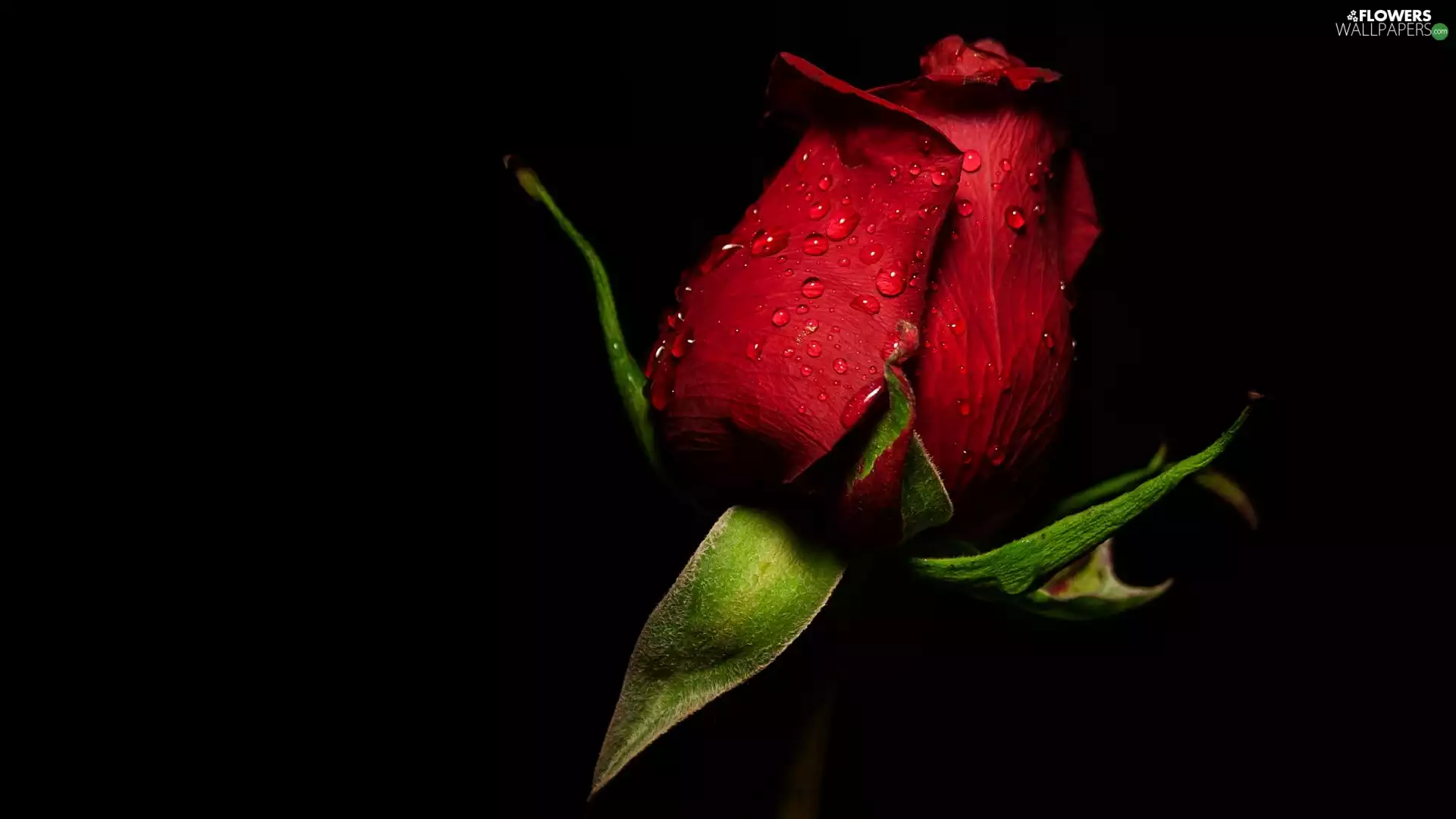 drops, black background, rose, bud, red hot