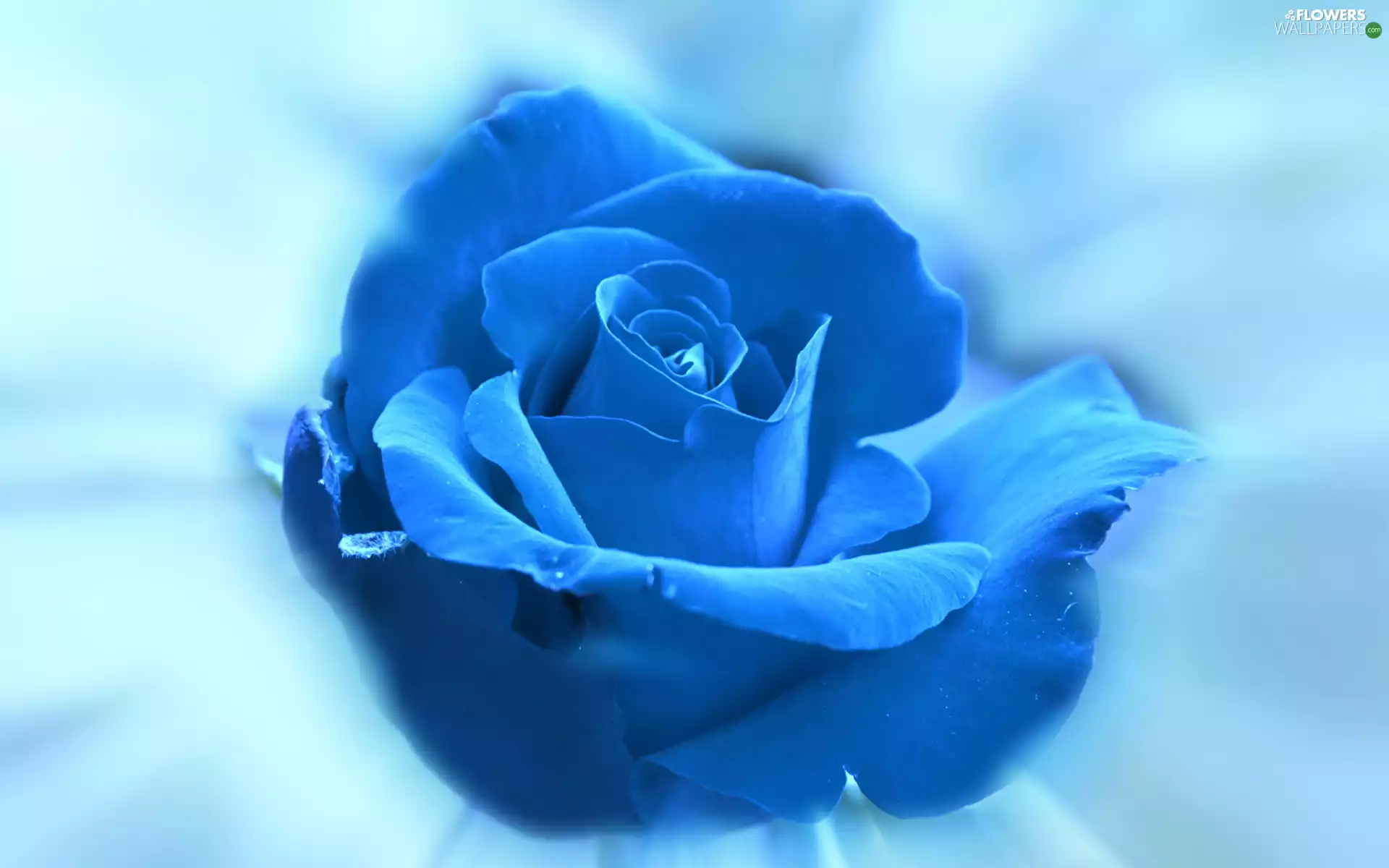 flakes, Blue Background, rose, Blue, Colourfull Flowers