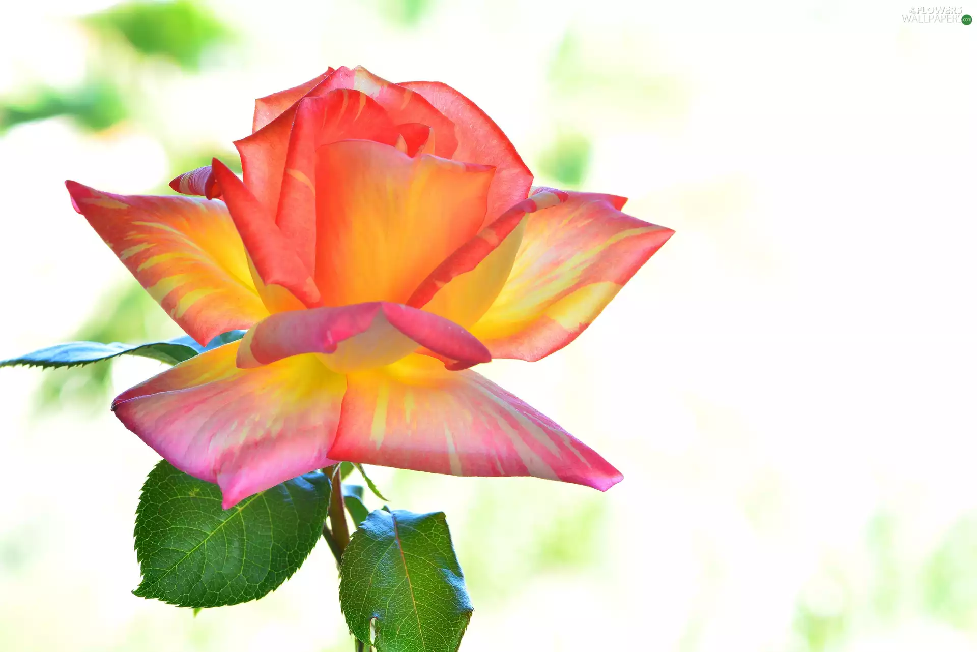 Leaf, White Background, rose, Coloured, Colourfull Flowers