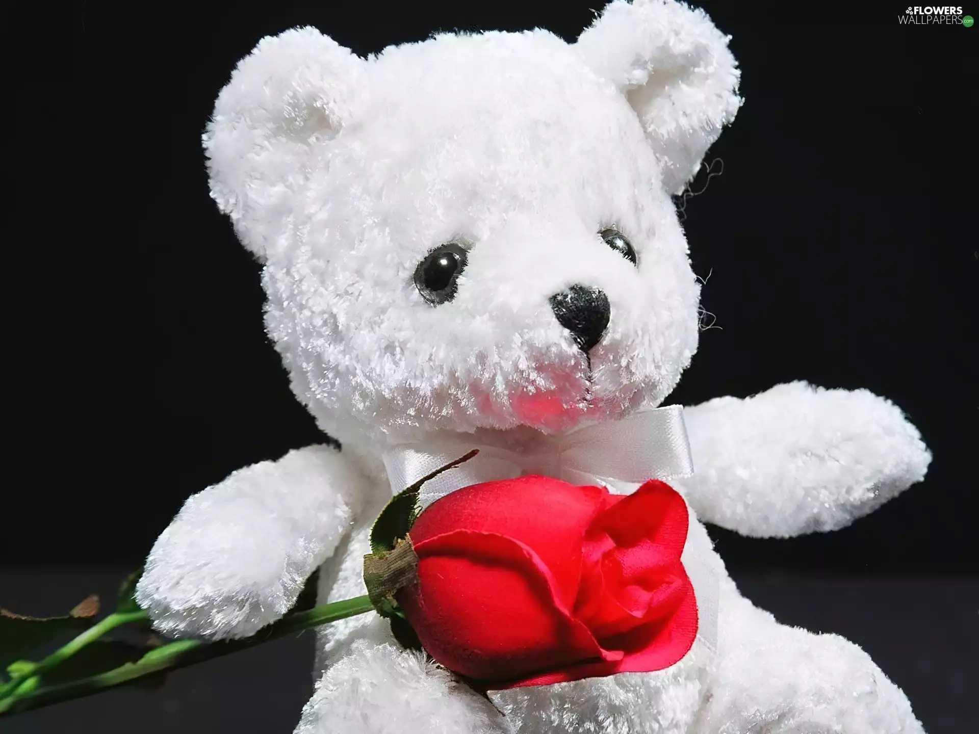White, red hot, rose, teddy bear