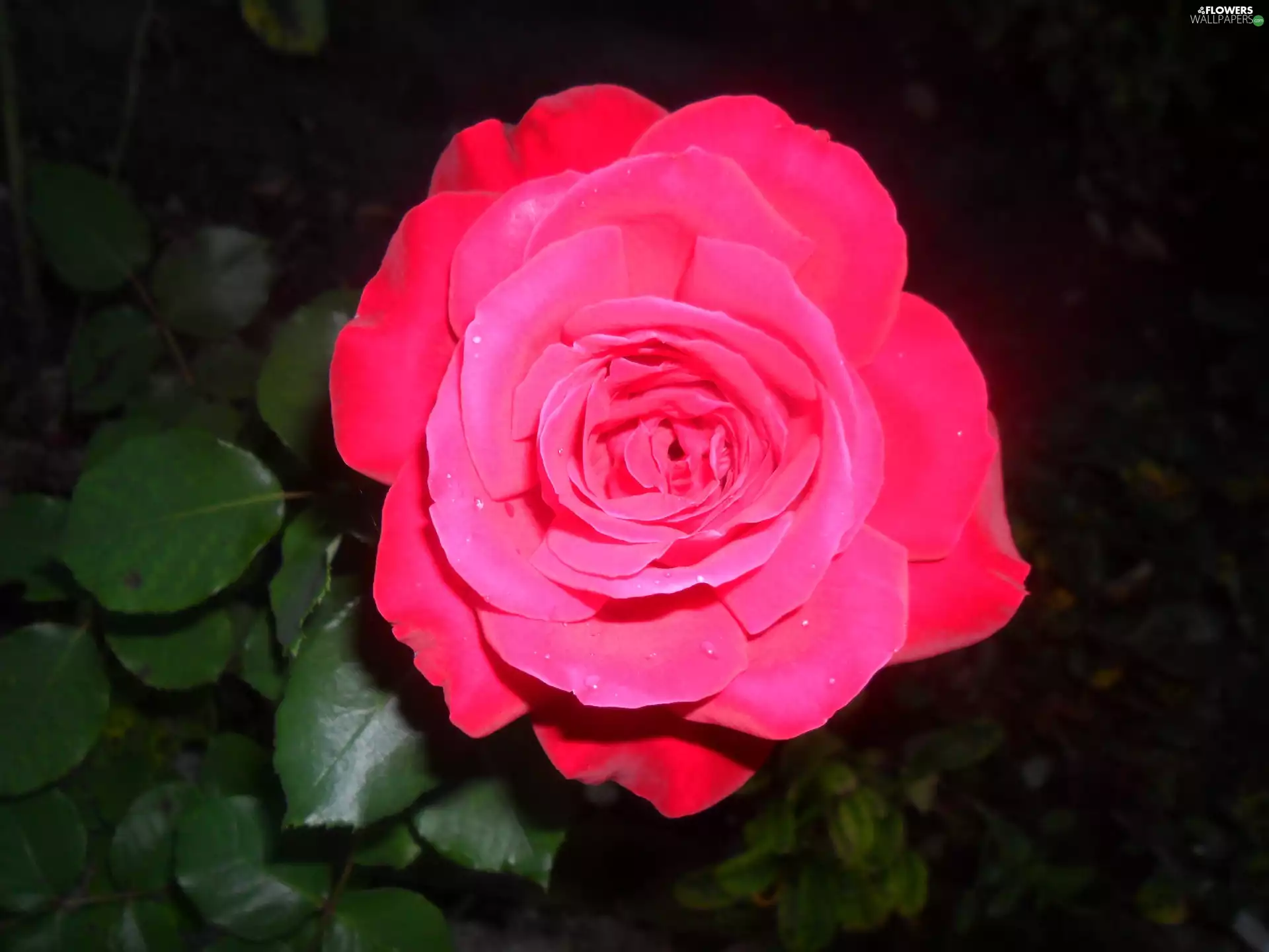 Beauty, rose