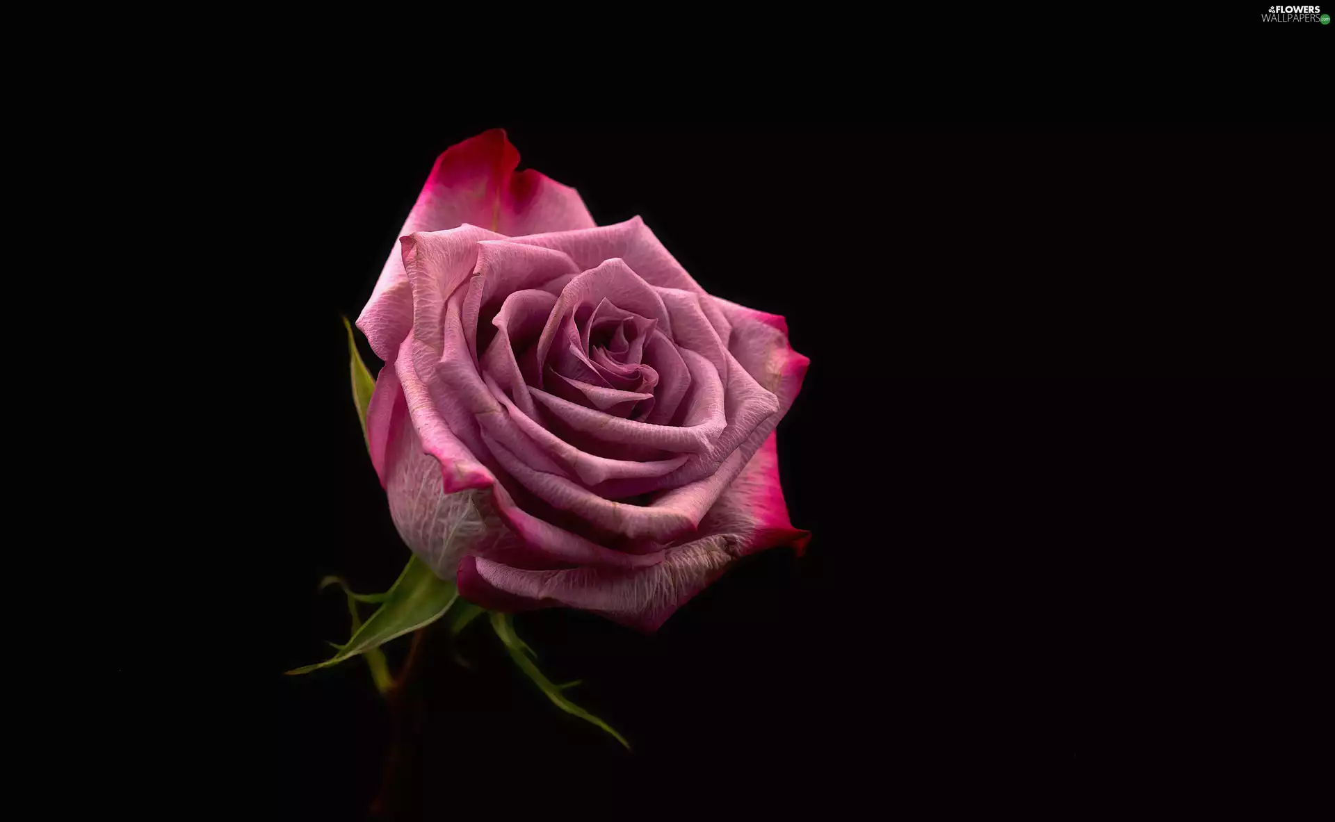 black background, developed, rose
