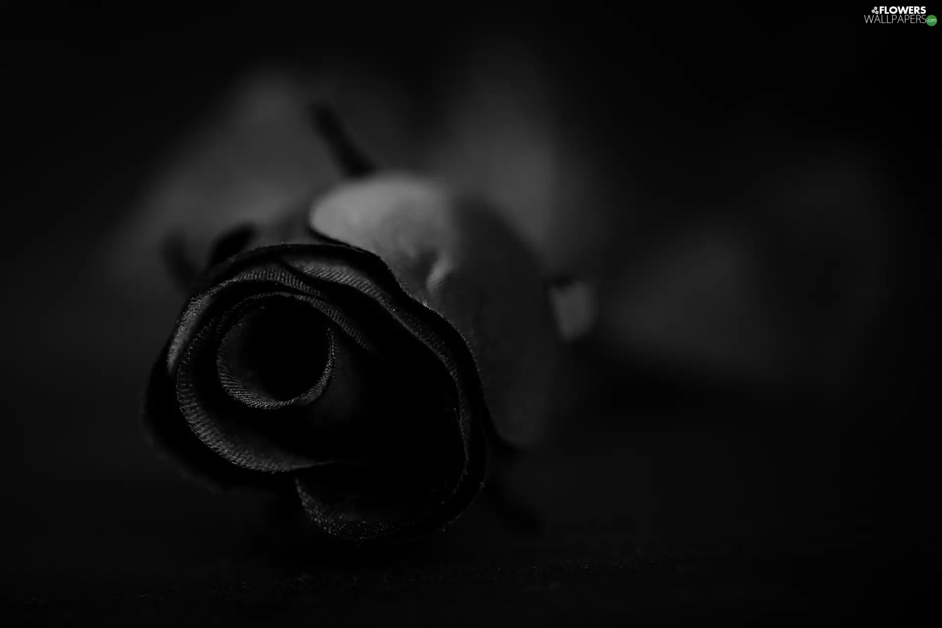 black, Colourfull Flowers, rose