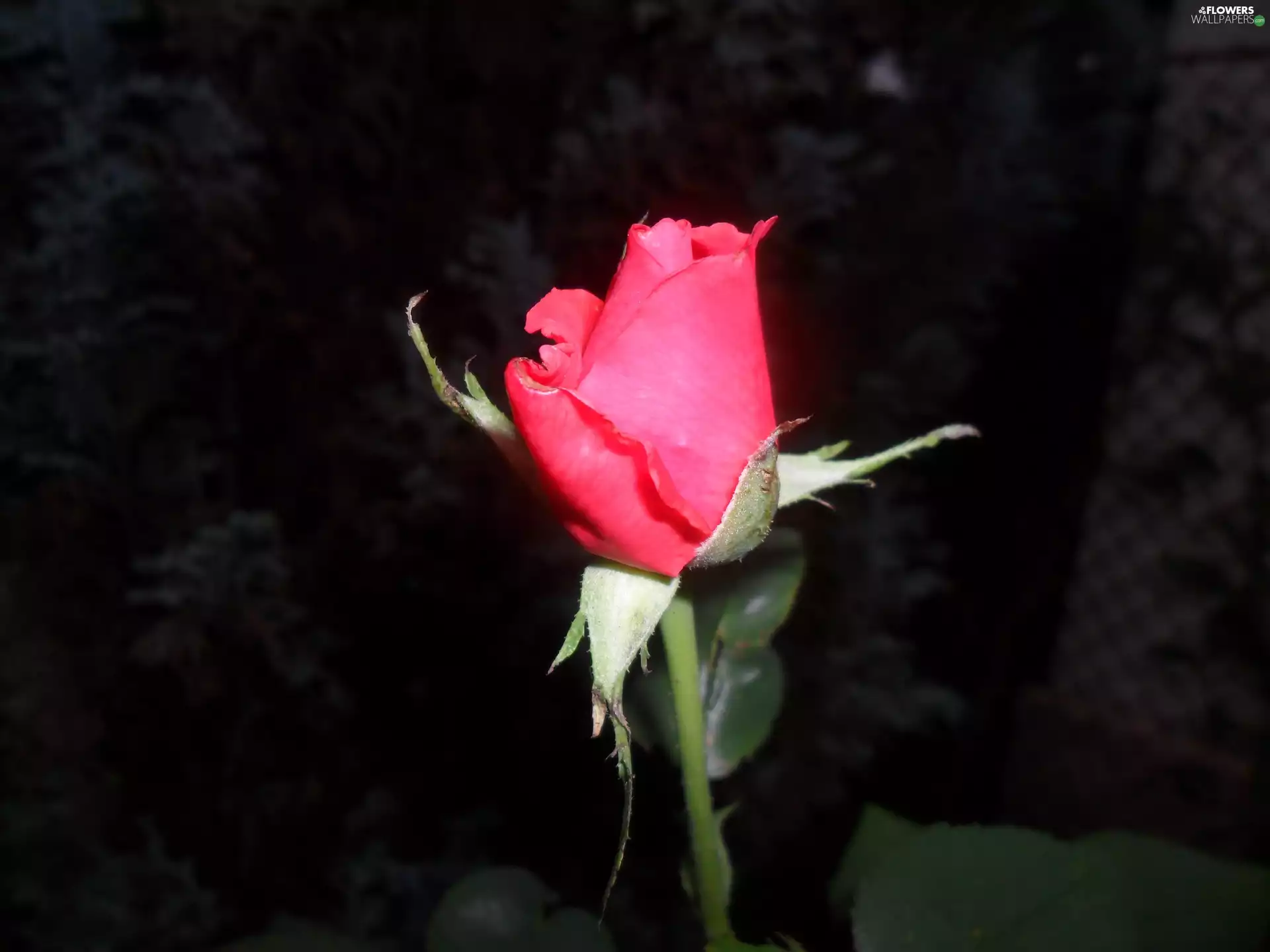 Blooming, rose