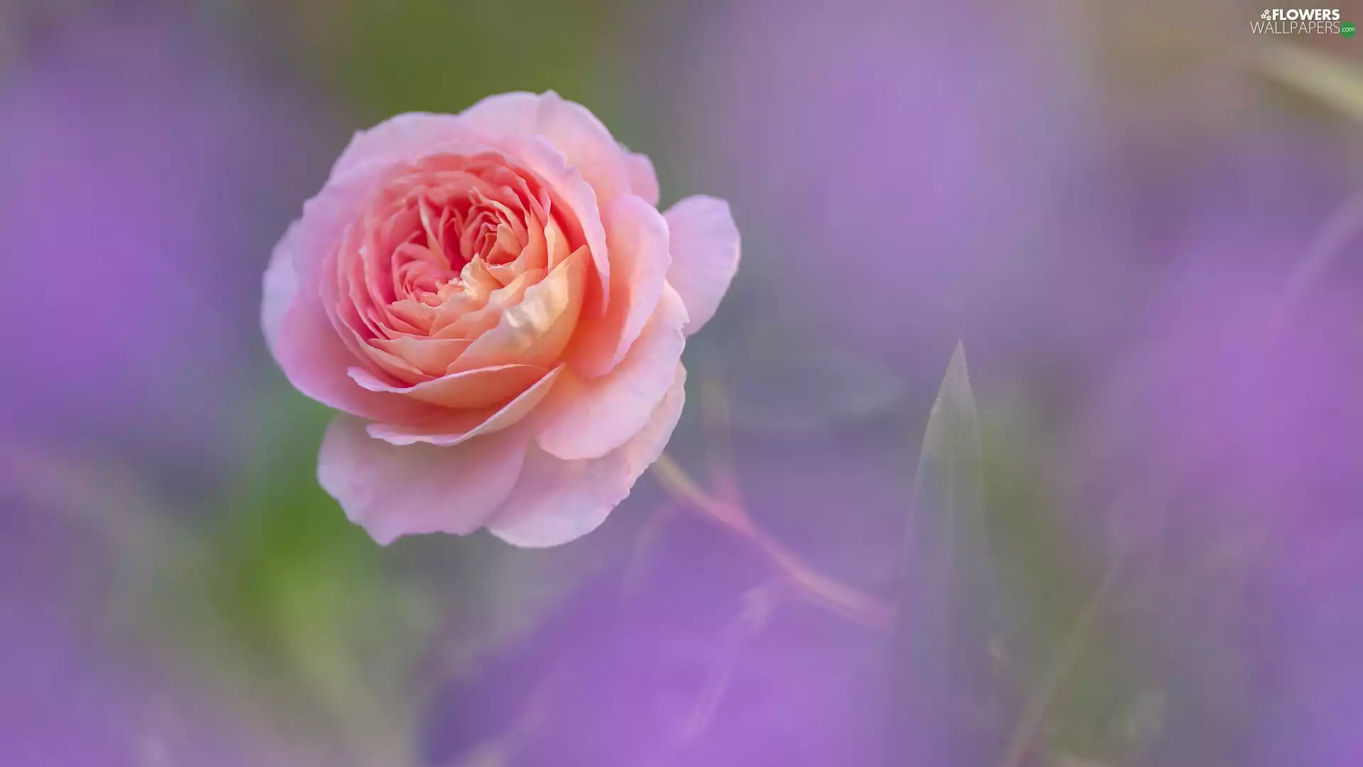 rose, Pink, Blooming