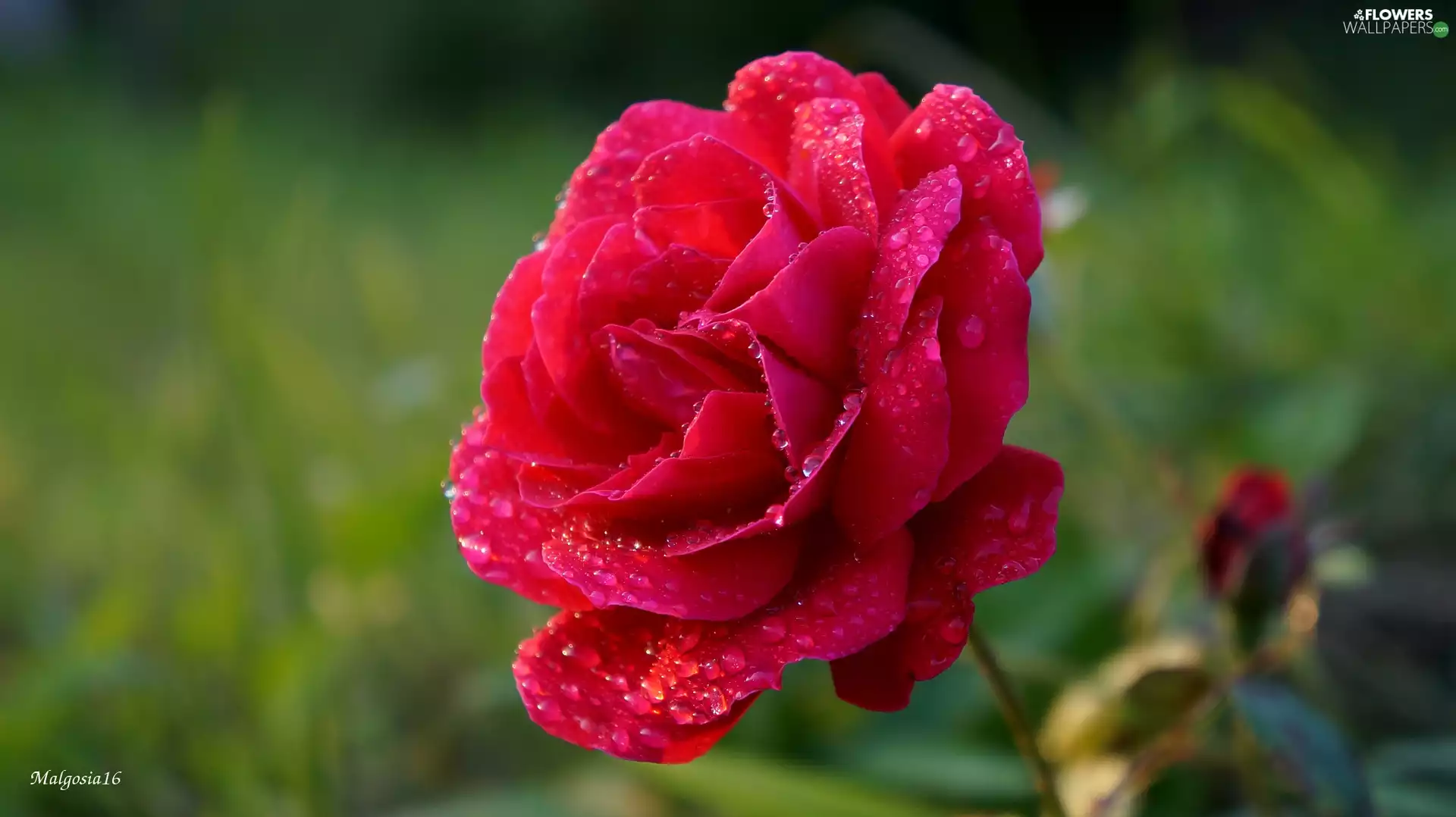 Blossoming, drops, dew, rose