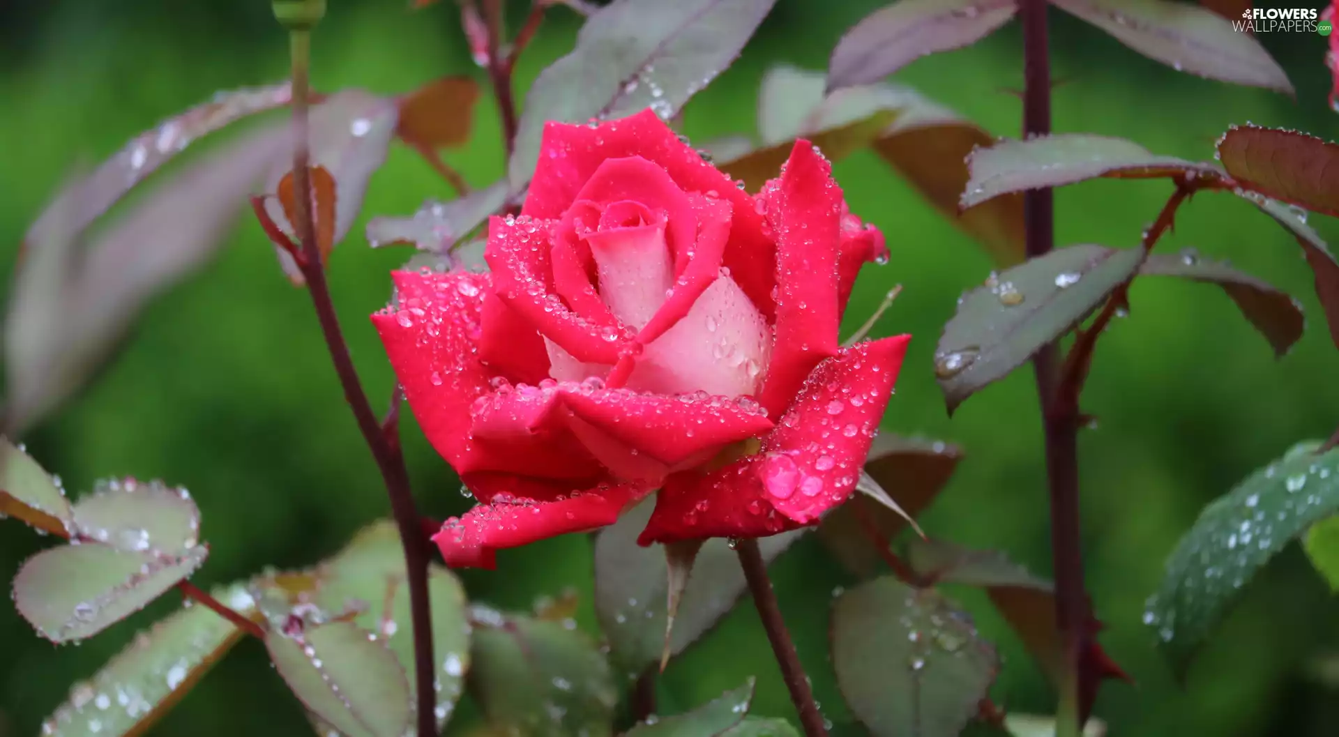 Blossoming, drops, Leaf, rose