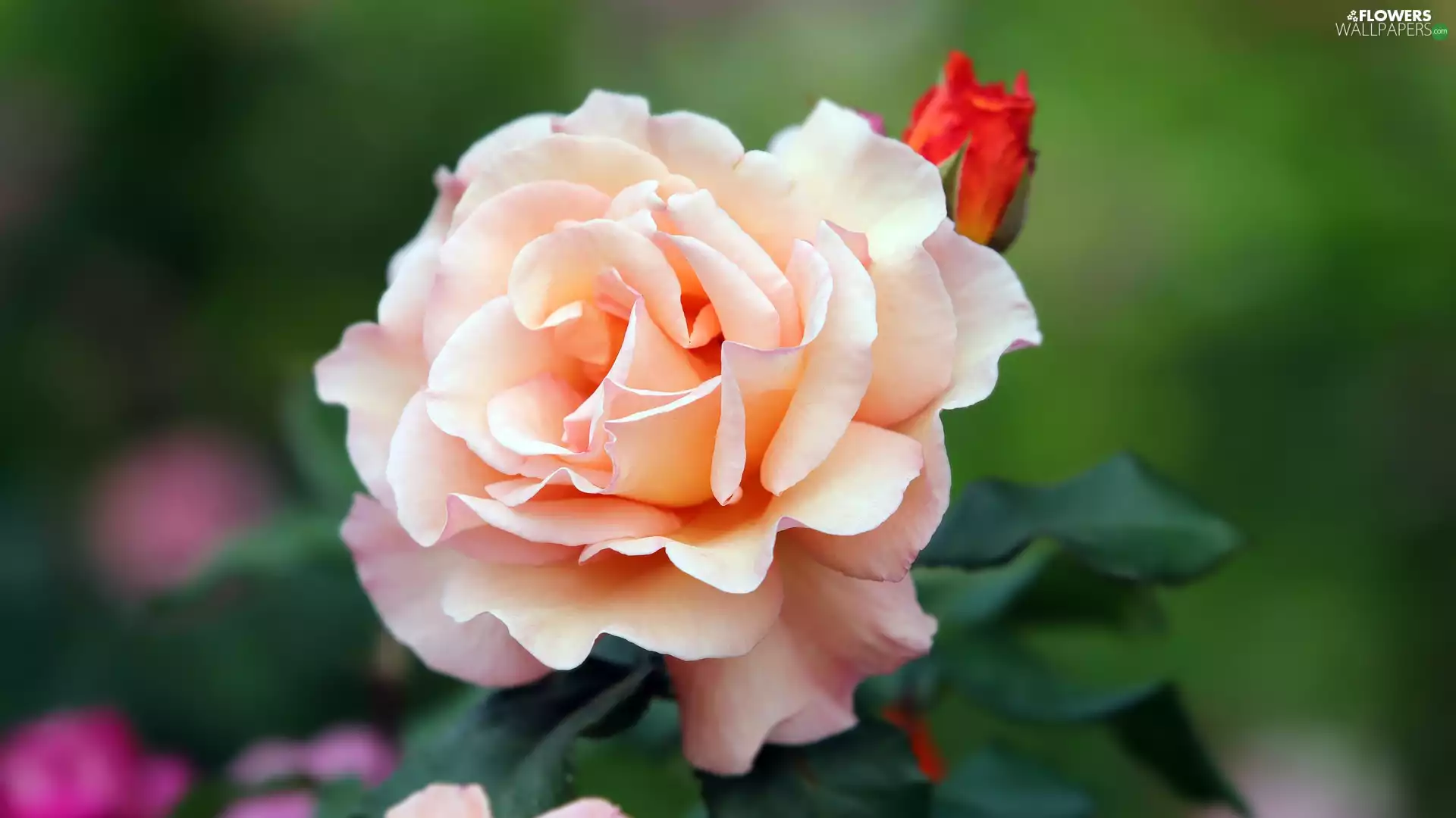 Blossoming, flakes, rapprochement, rose