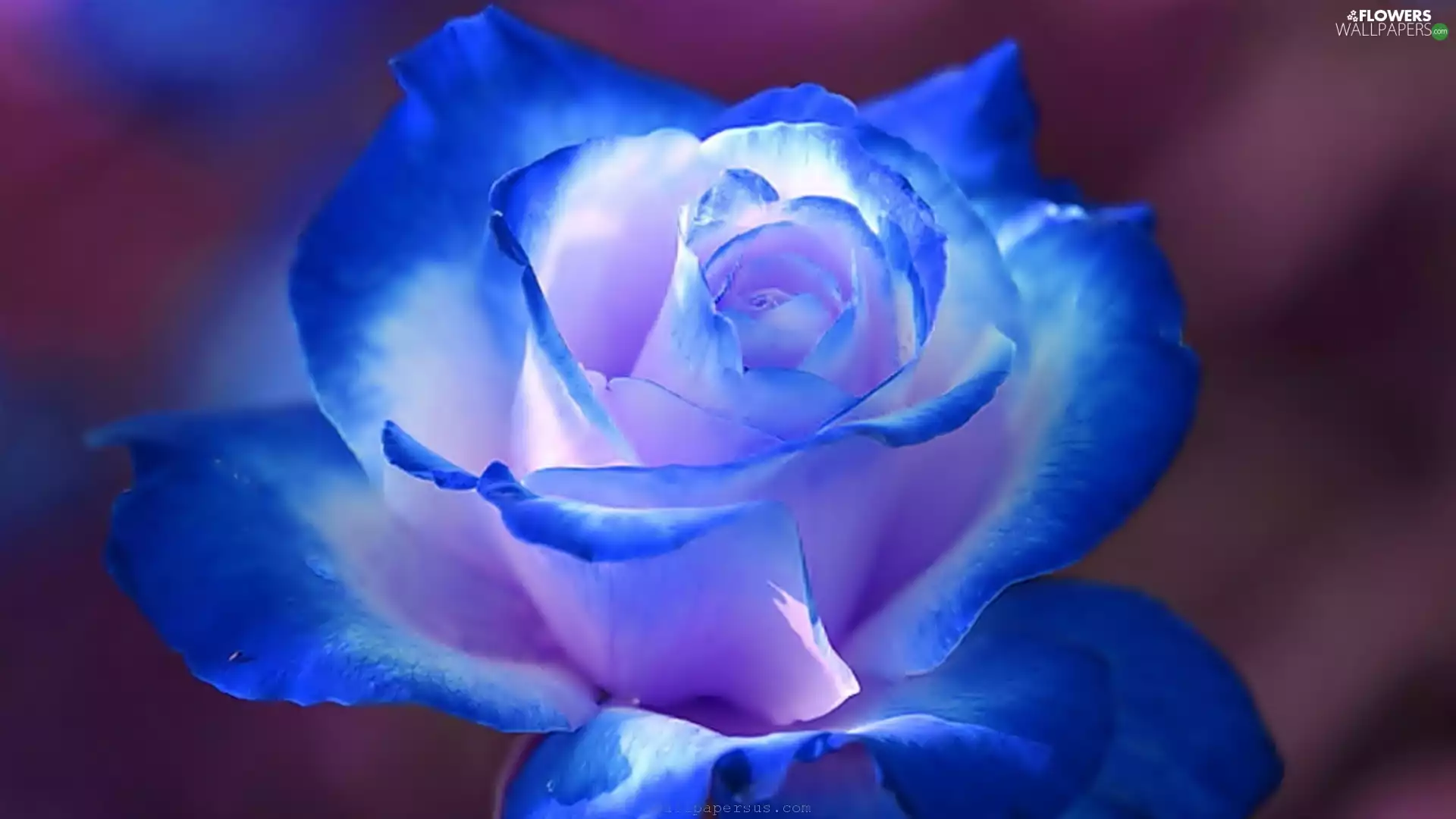 Blue, rose