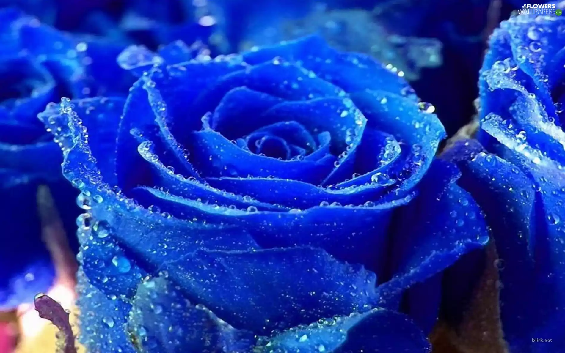 Blue, drops, water, rose